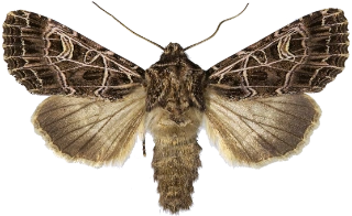 nettnellikfly