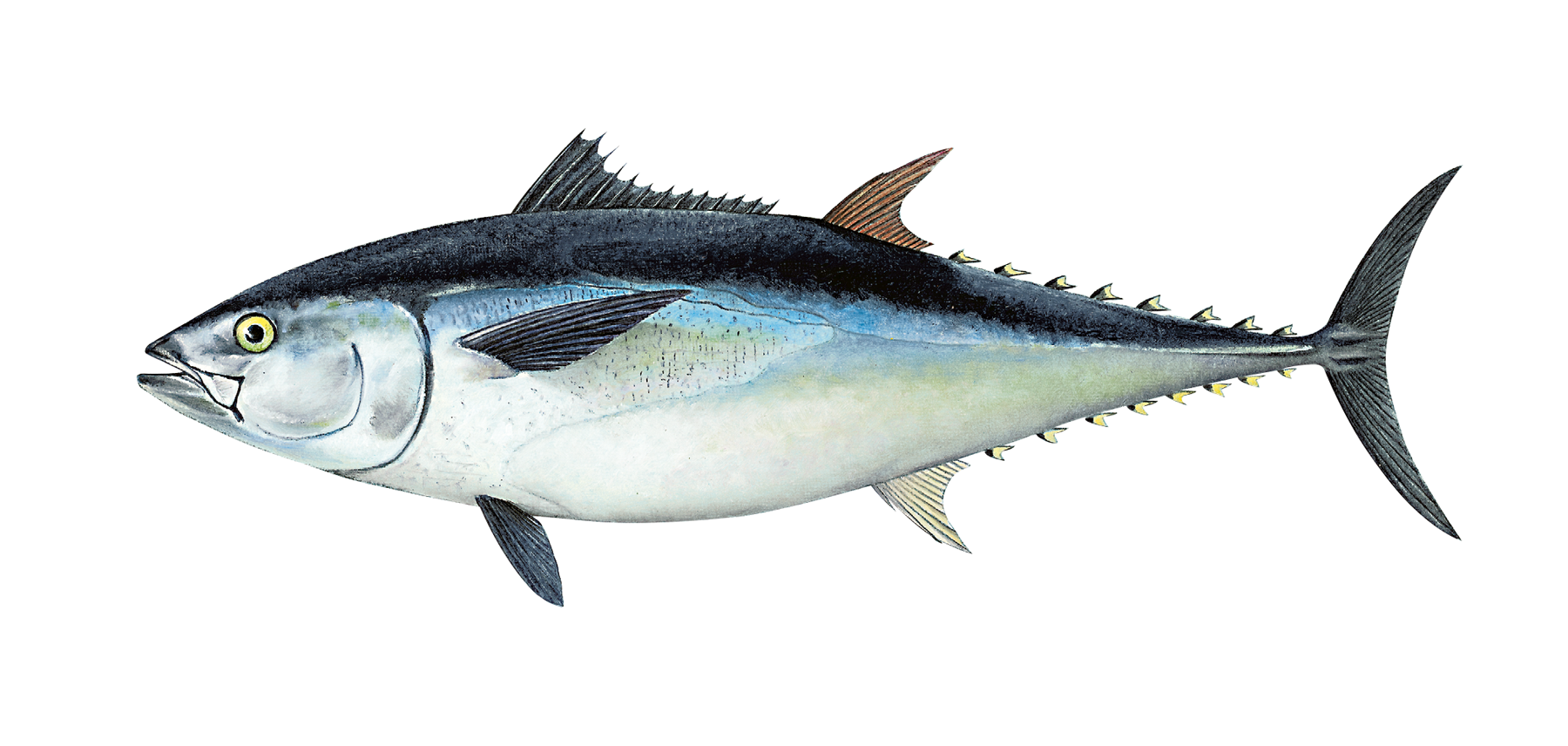 : Thunnus thynnus.