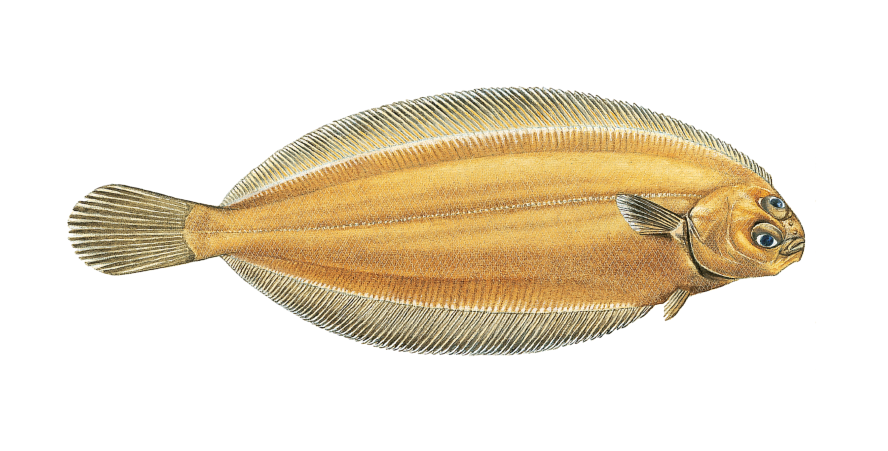 : Glyptocephalus cynoglossus.