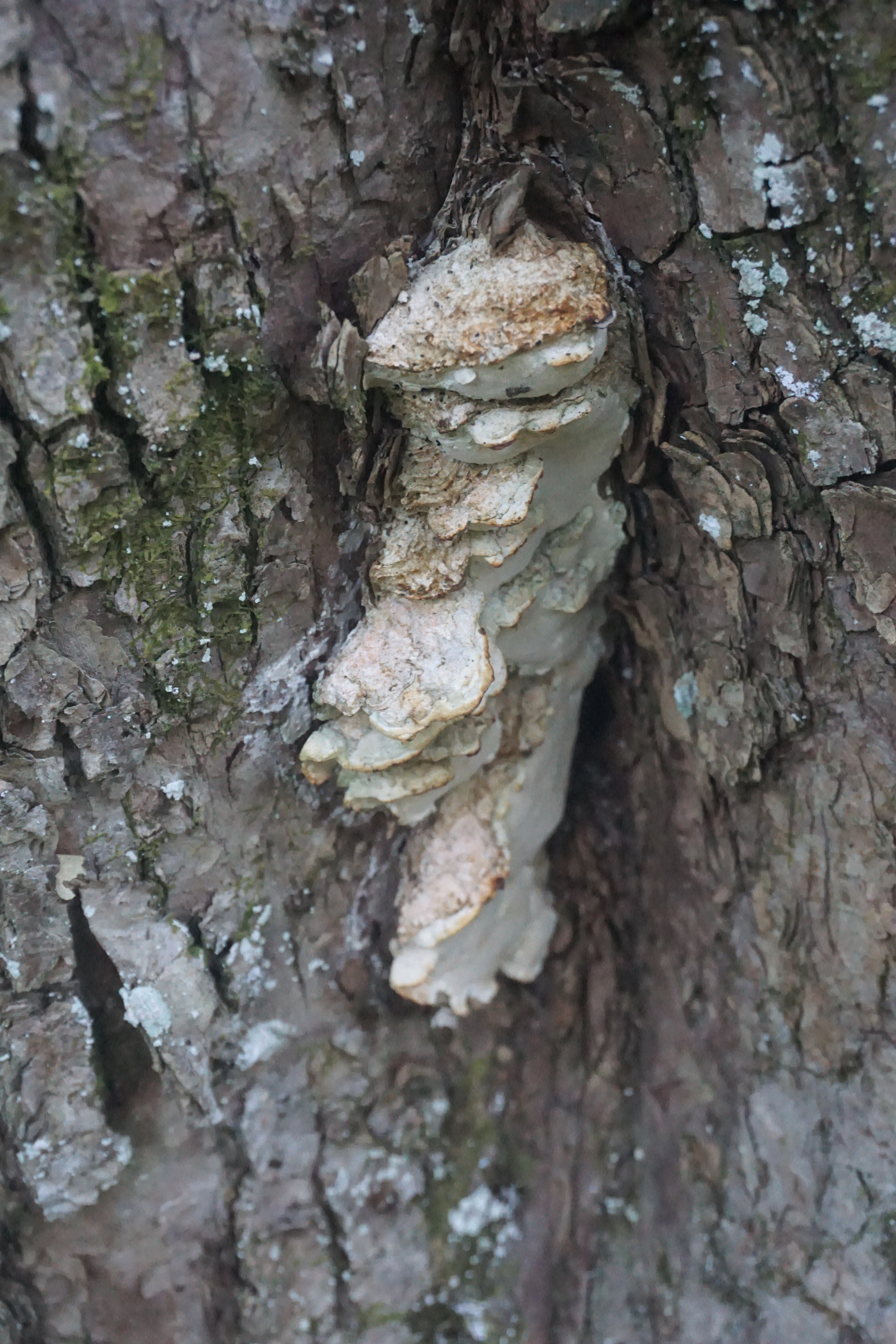 : Oxyporus populinus.