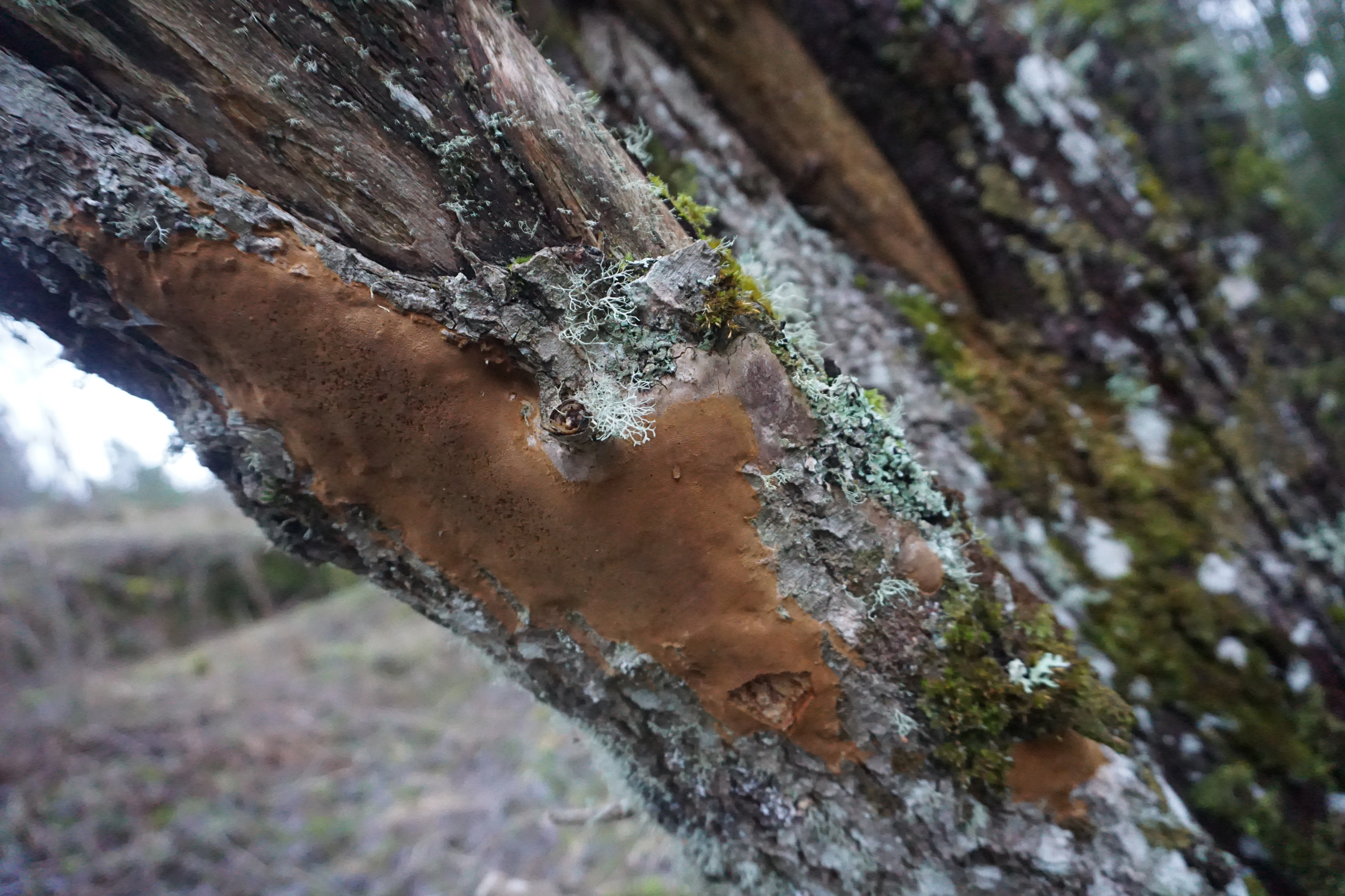 : Phellinus punctatus.