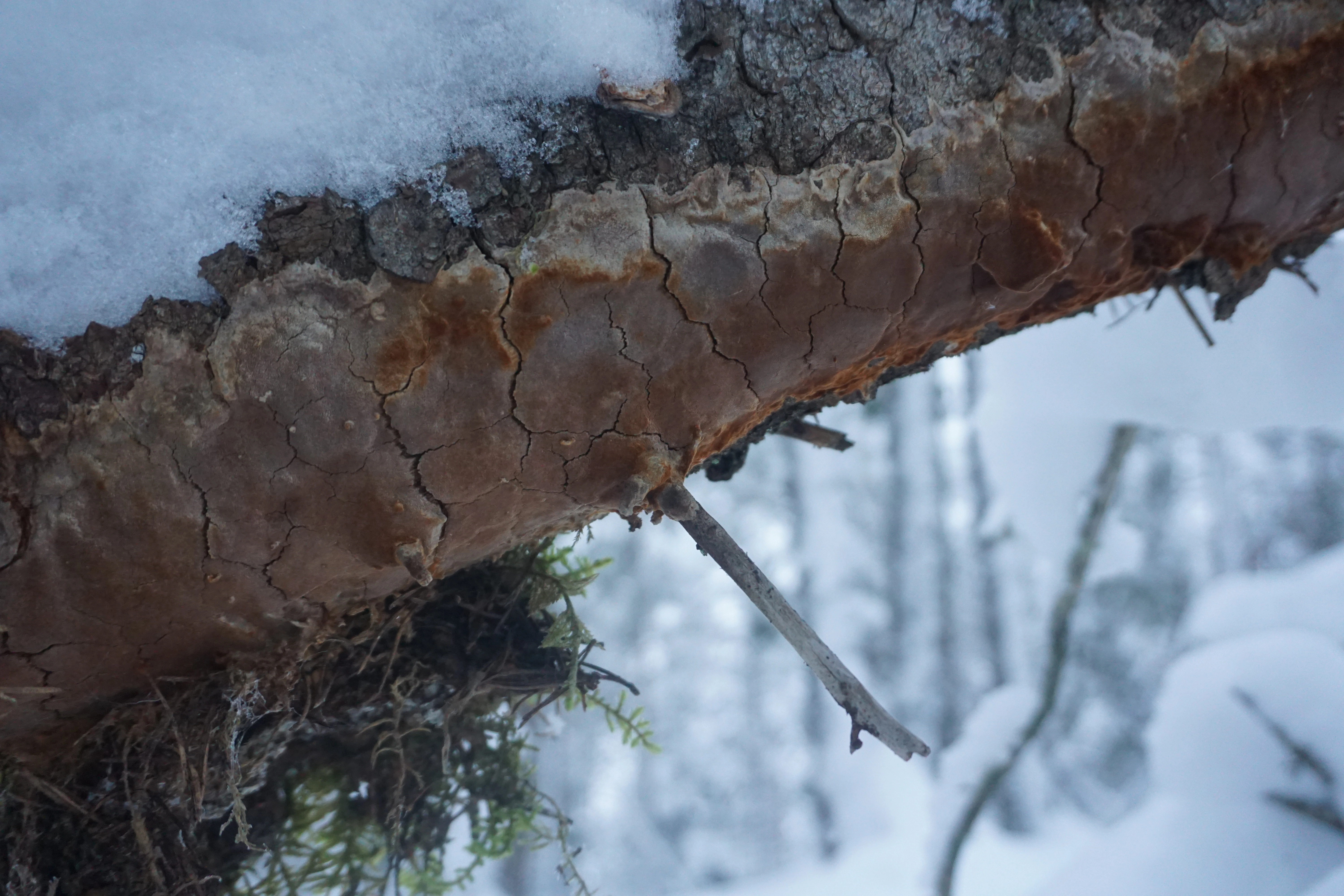 : Phellinus ferrugineofuscus.