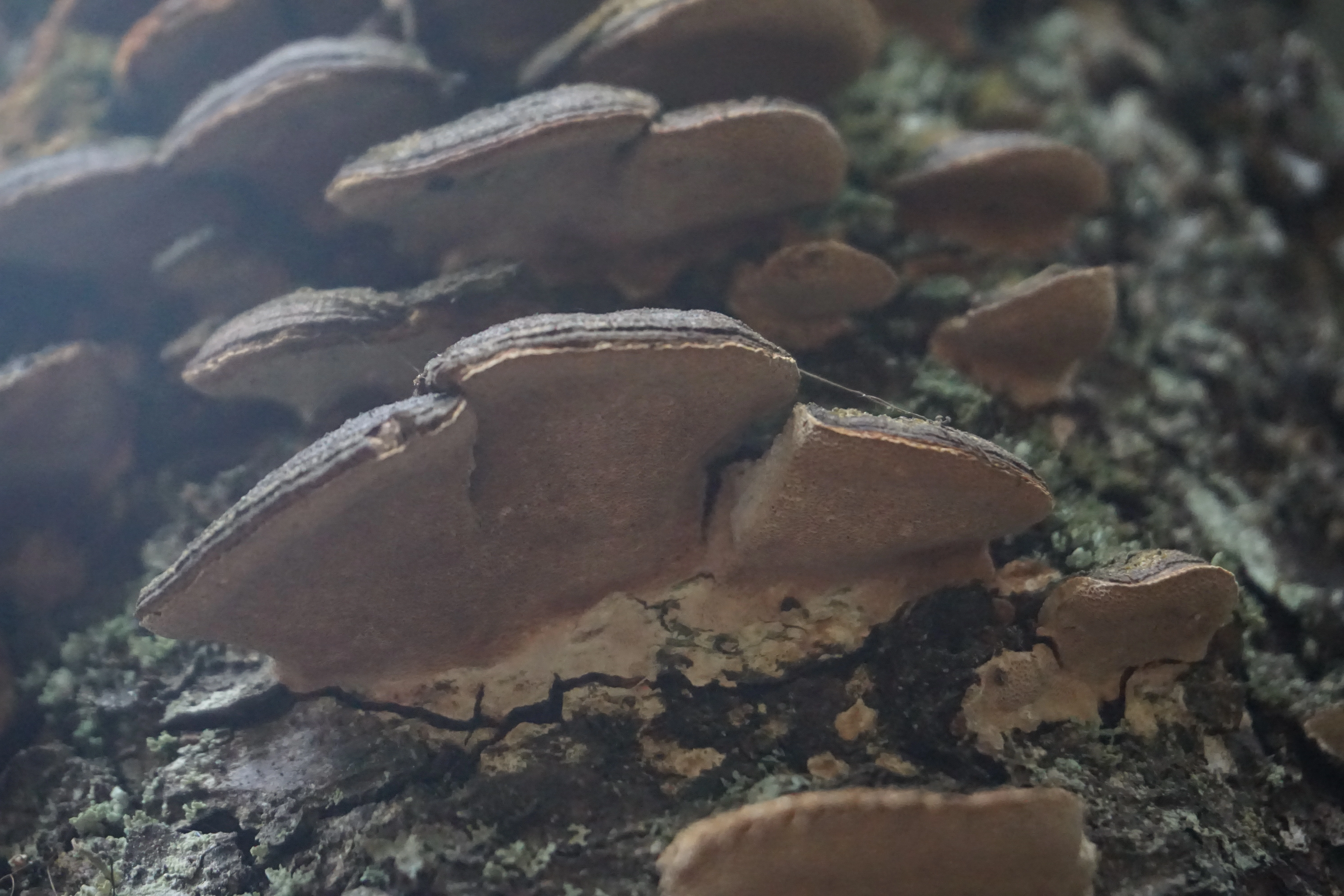 : Phellinus conchatus.