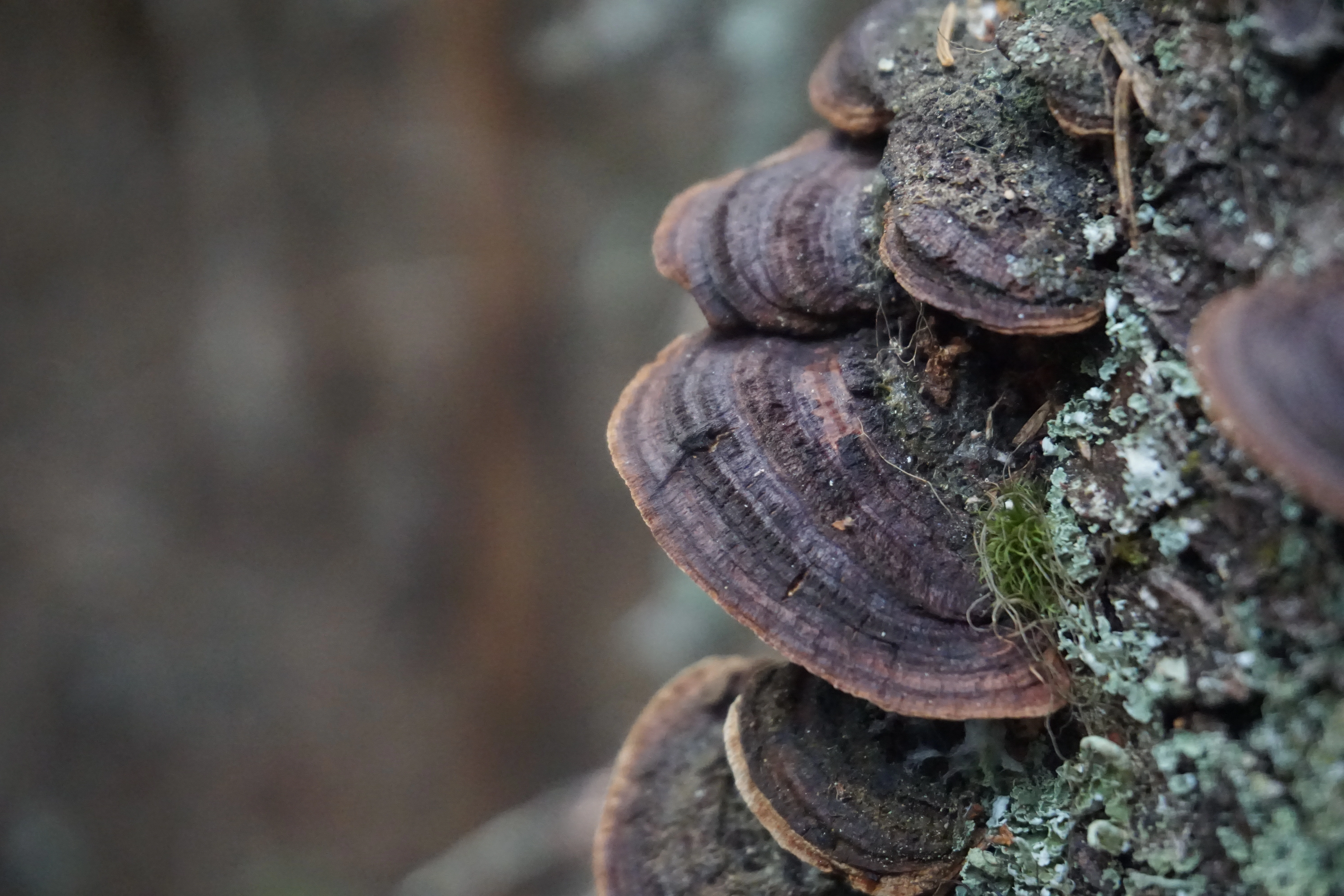 : Phellinus conchatus.