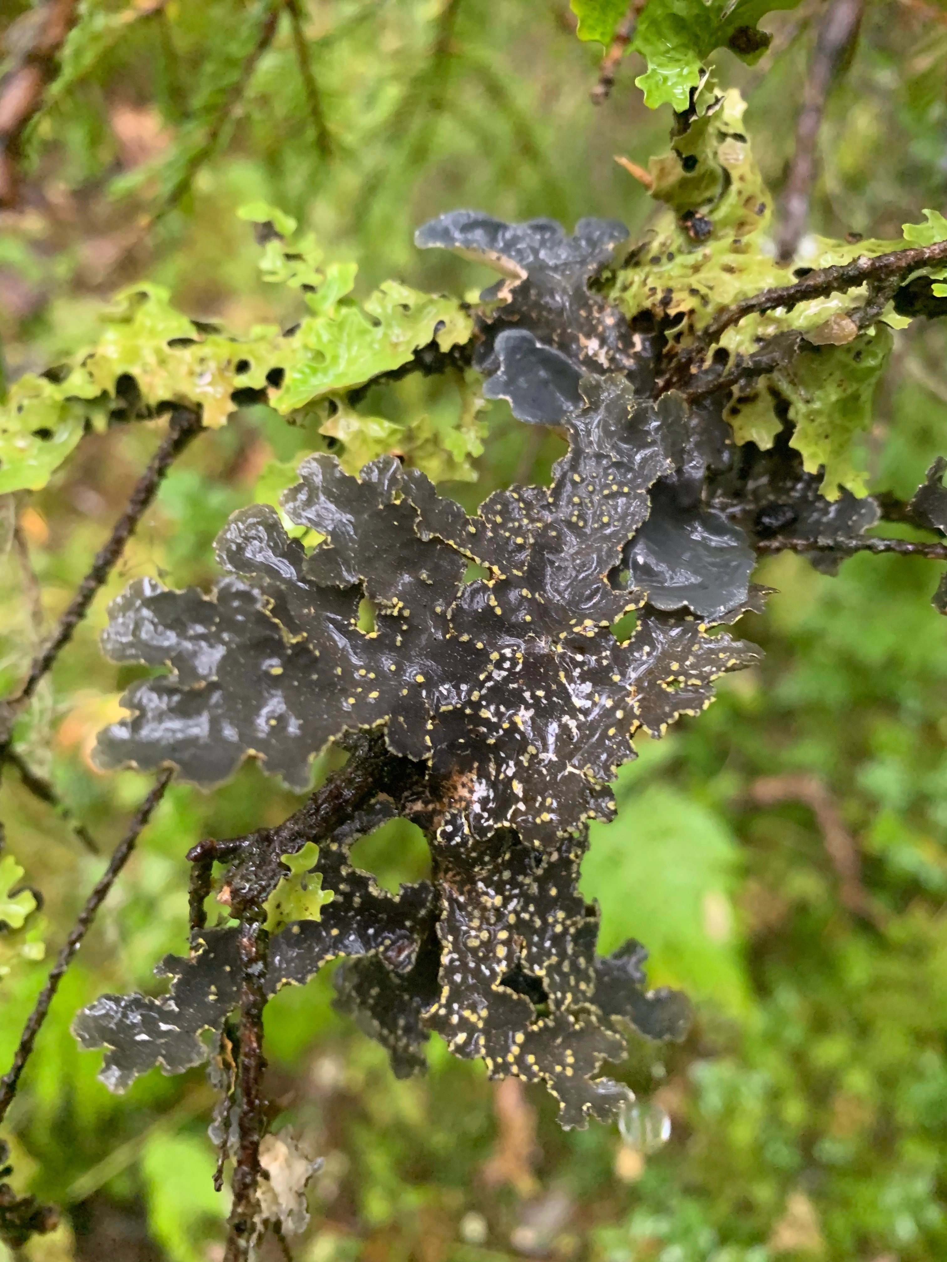 : Pseudocyphellaria citrina.