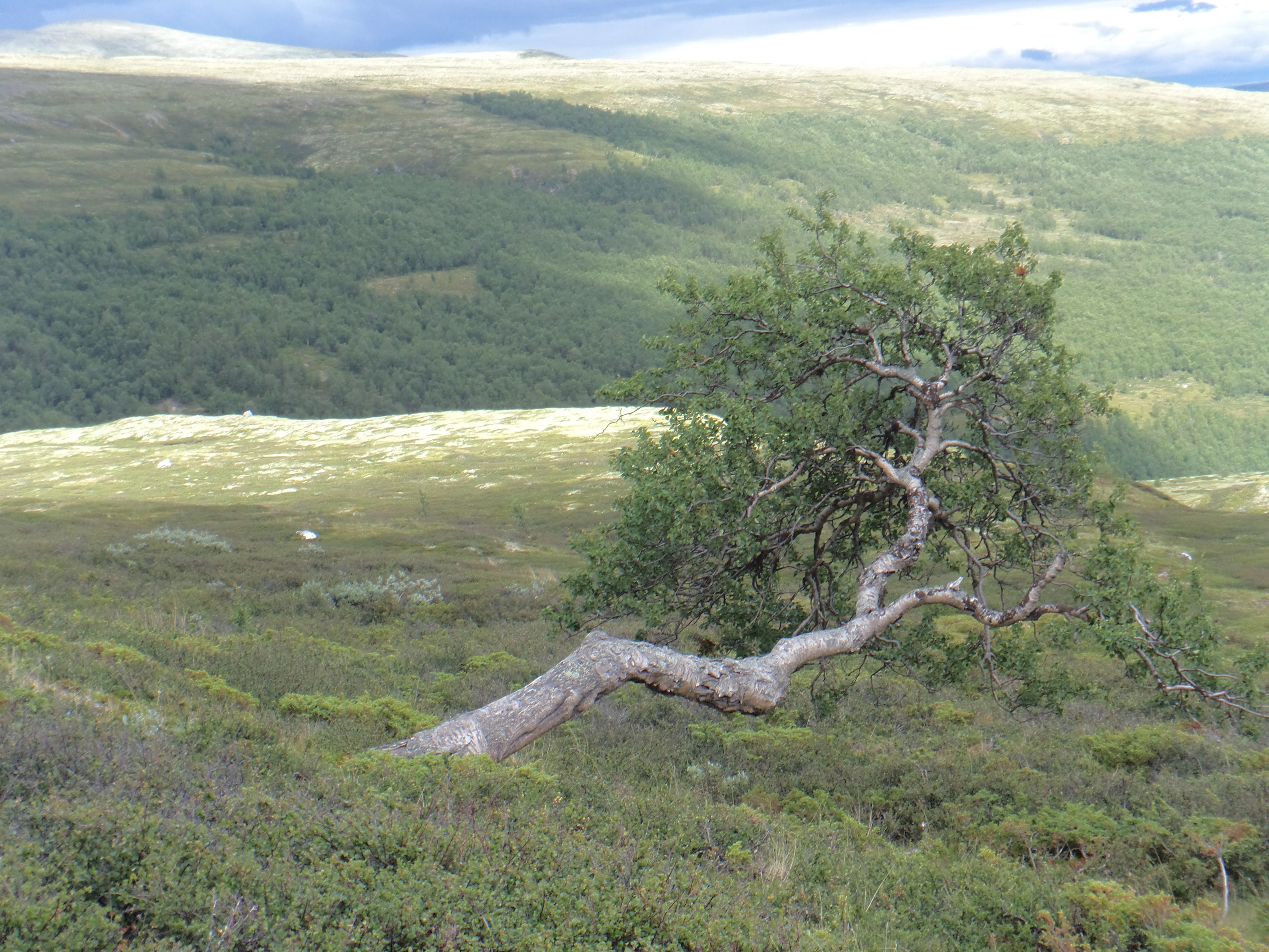 : Betula pubescens.