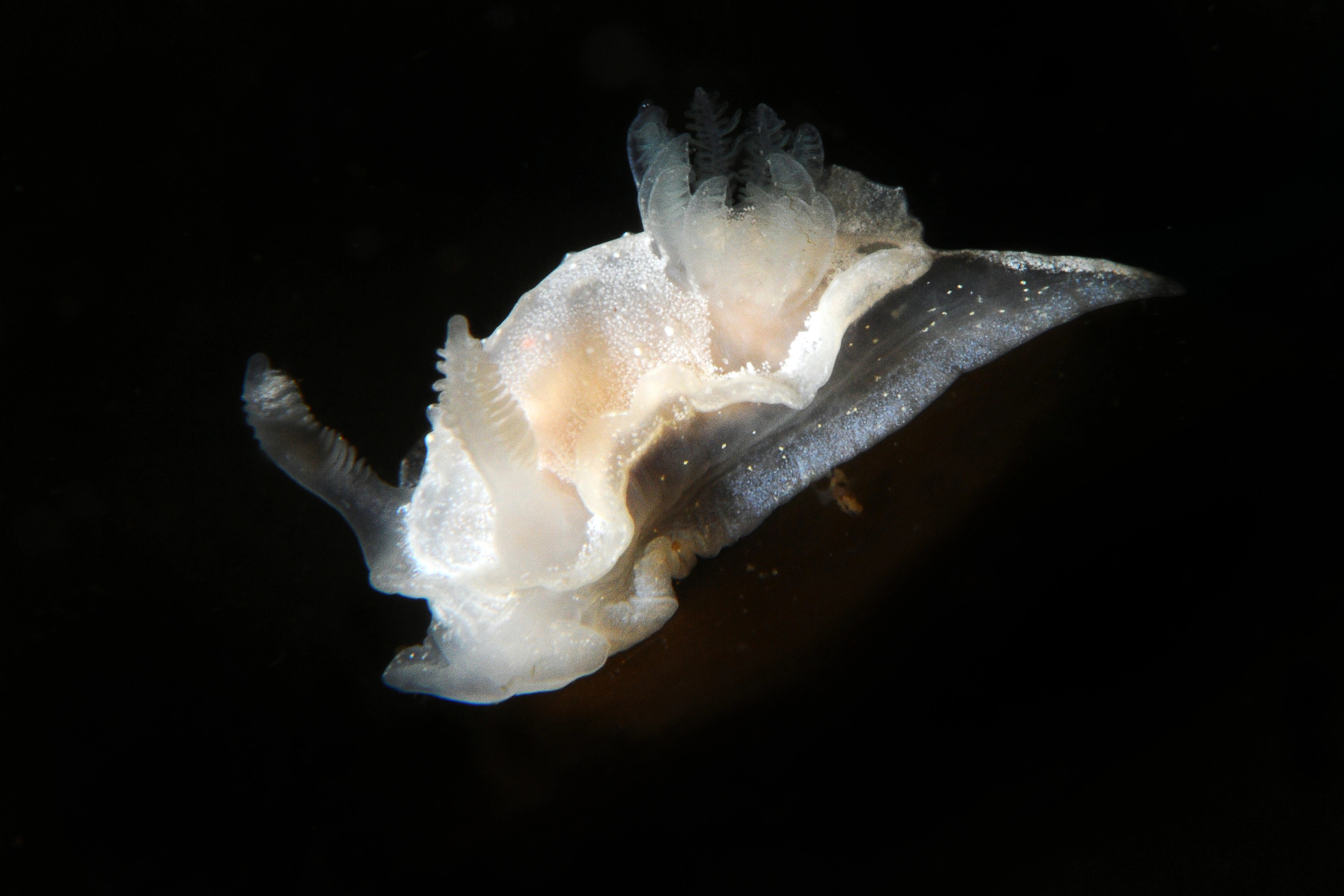 : Goniodoris nodosa.