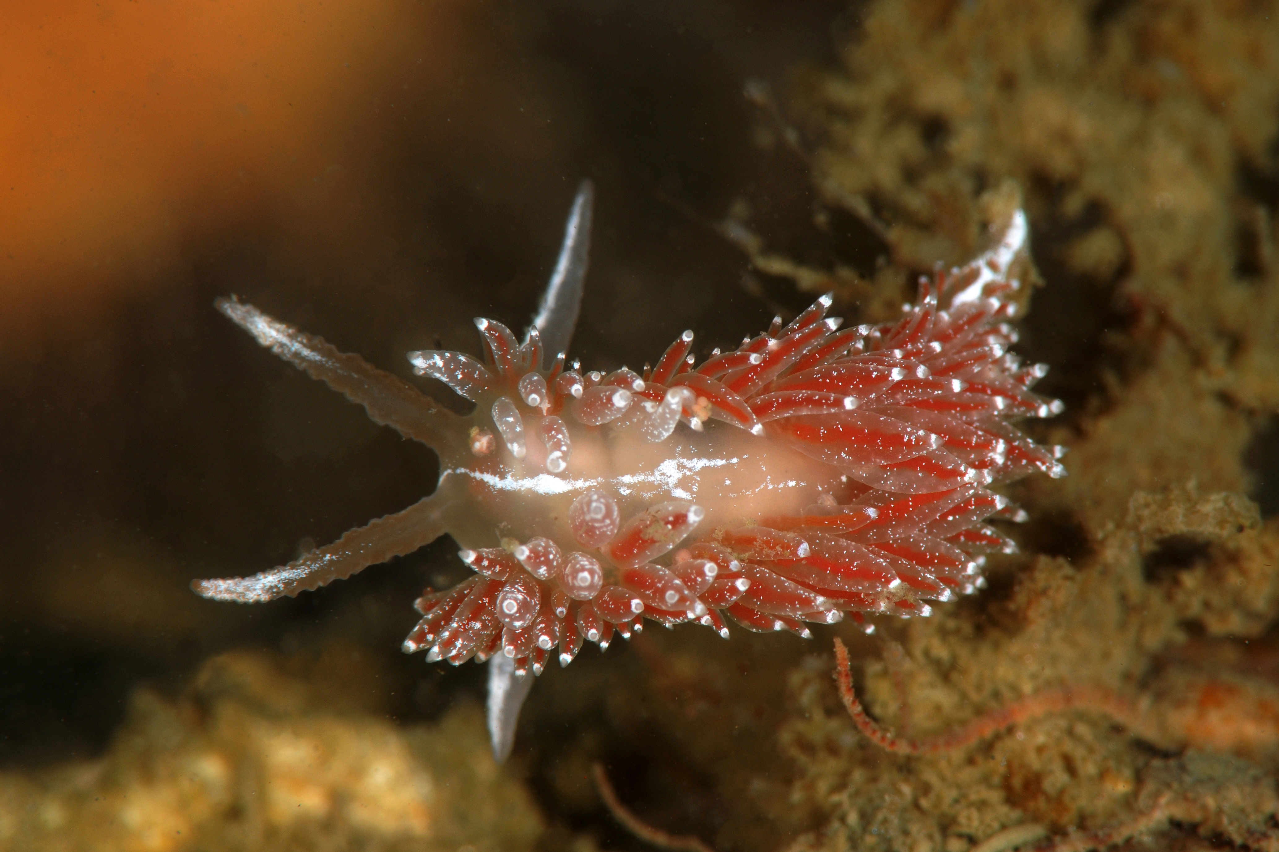 : Coryphella monicae.