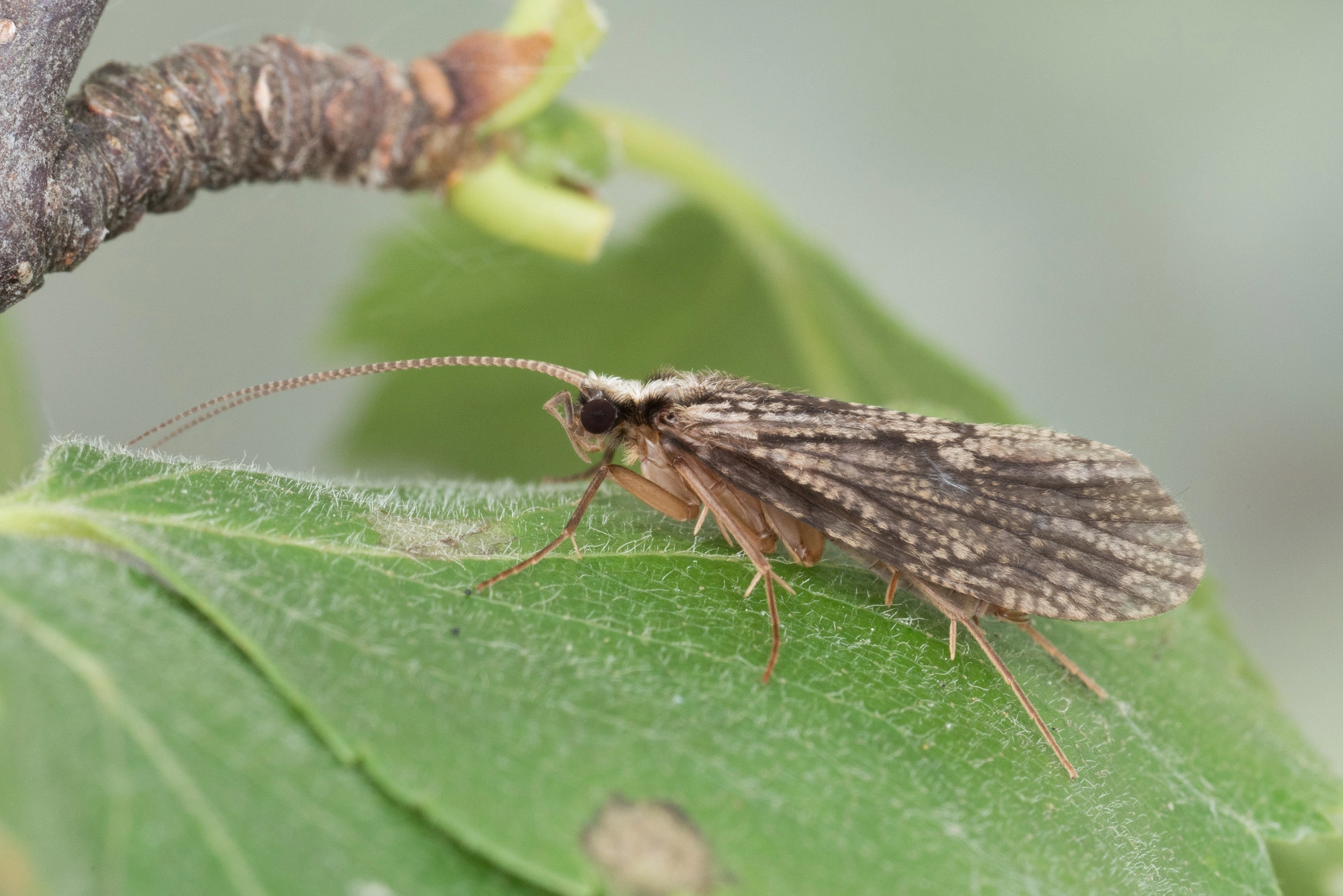 : Plectrocnemia conspersa.