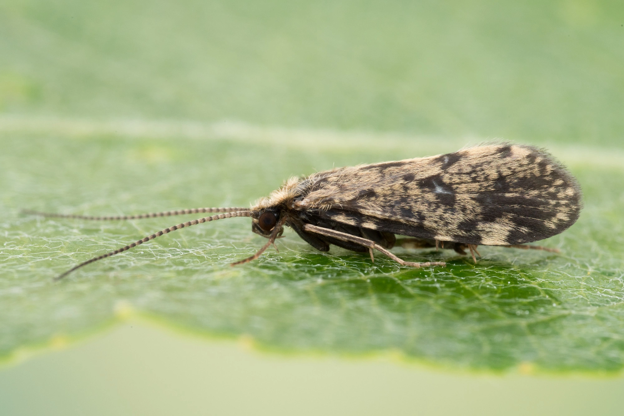 : Polycentropus flavomaculatus.