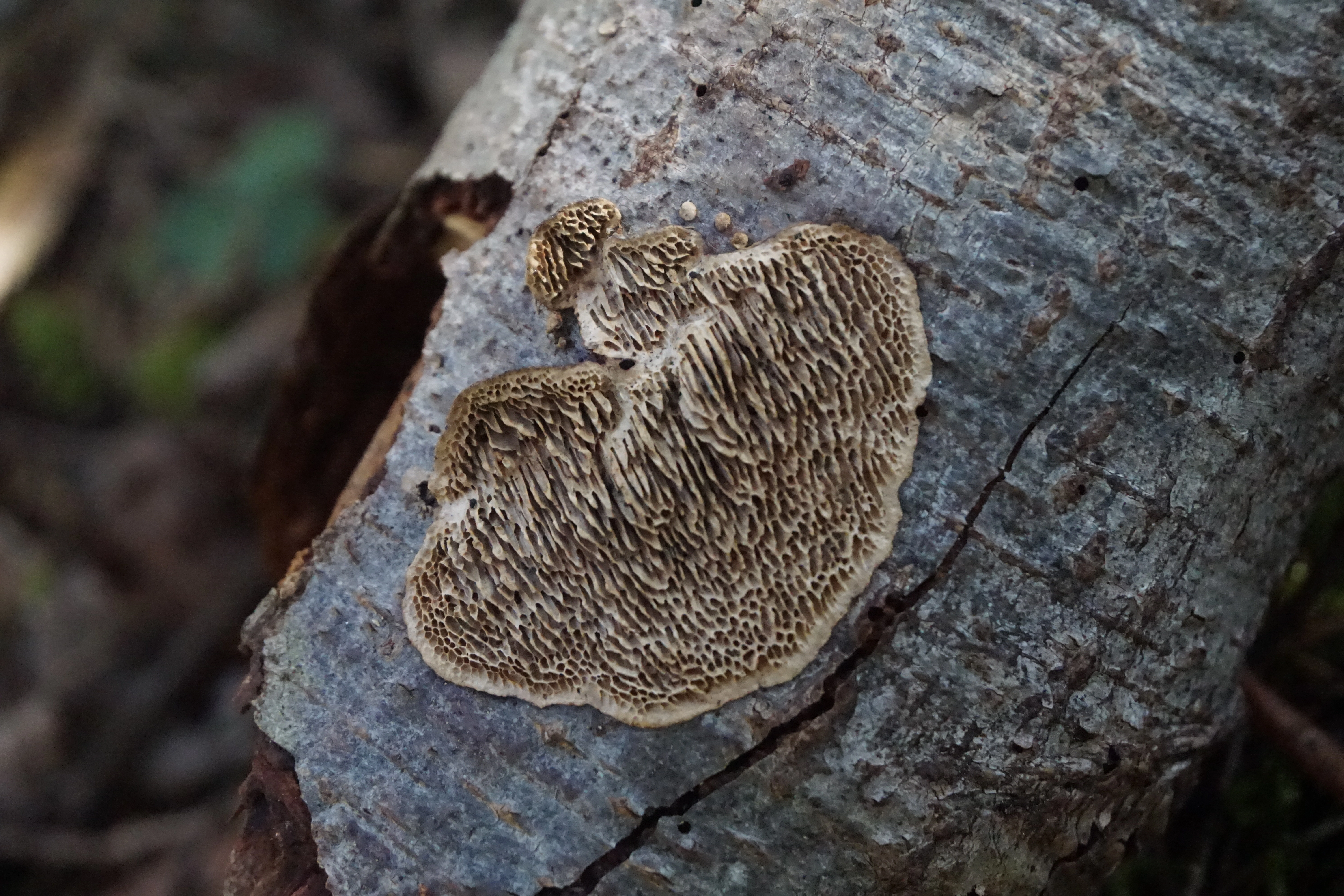 : Datronia mollis.