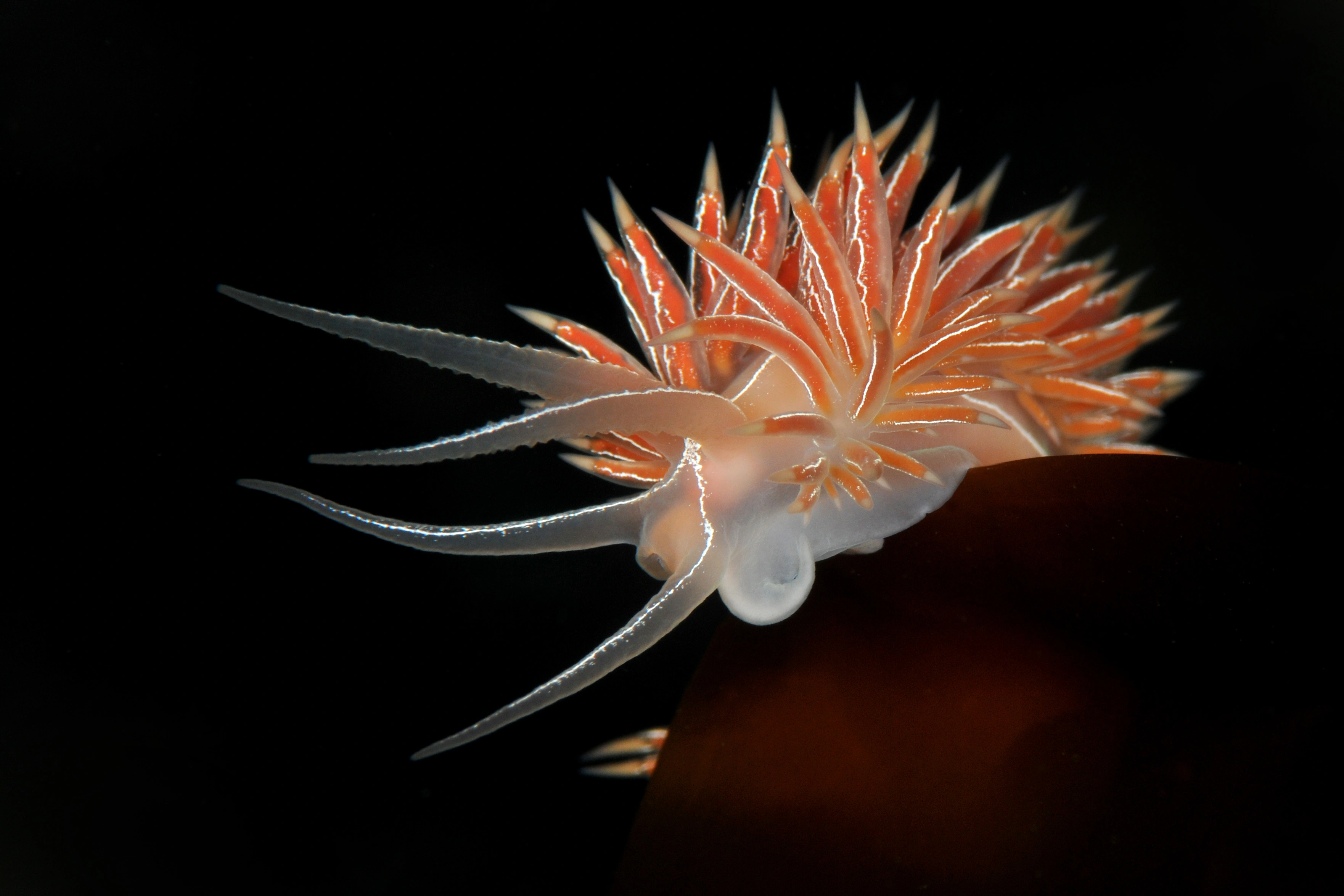 : Coryphella chriskaugei.