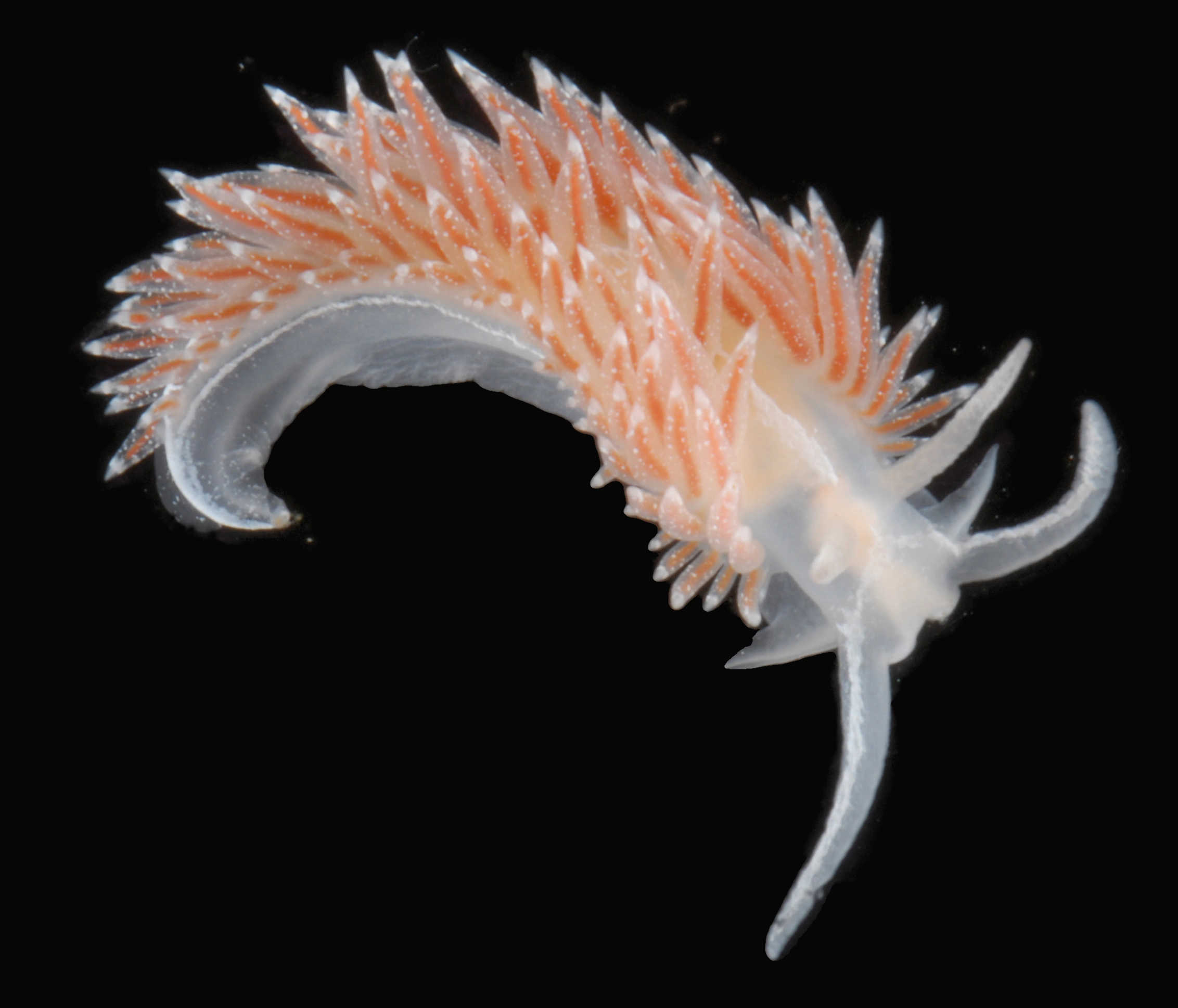 : Coryphella orjani.