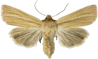 brungult gressfly