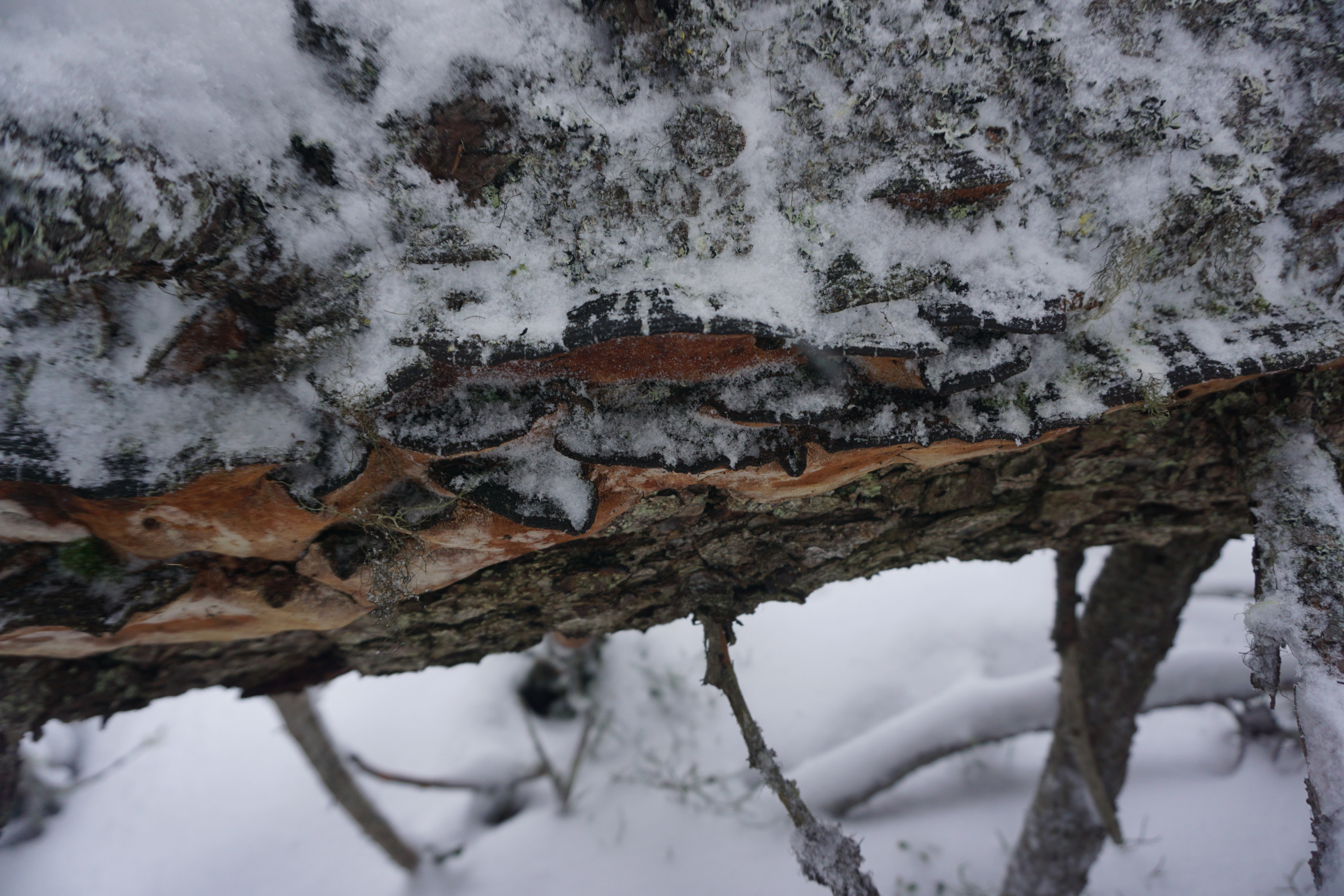 : Phellinus viticola.