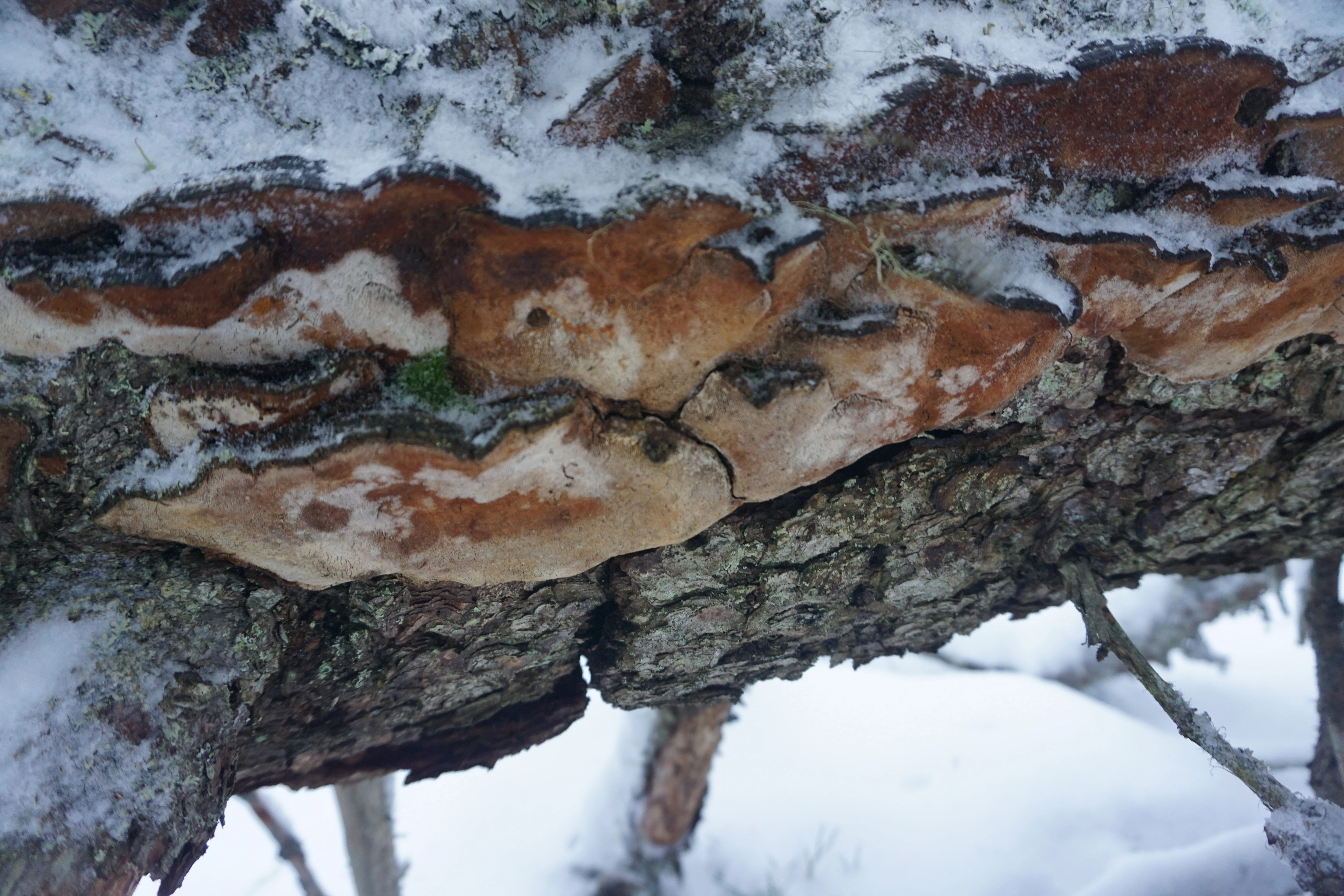 : Phellinus viticola.