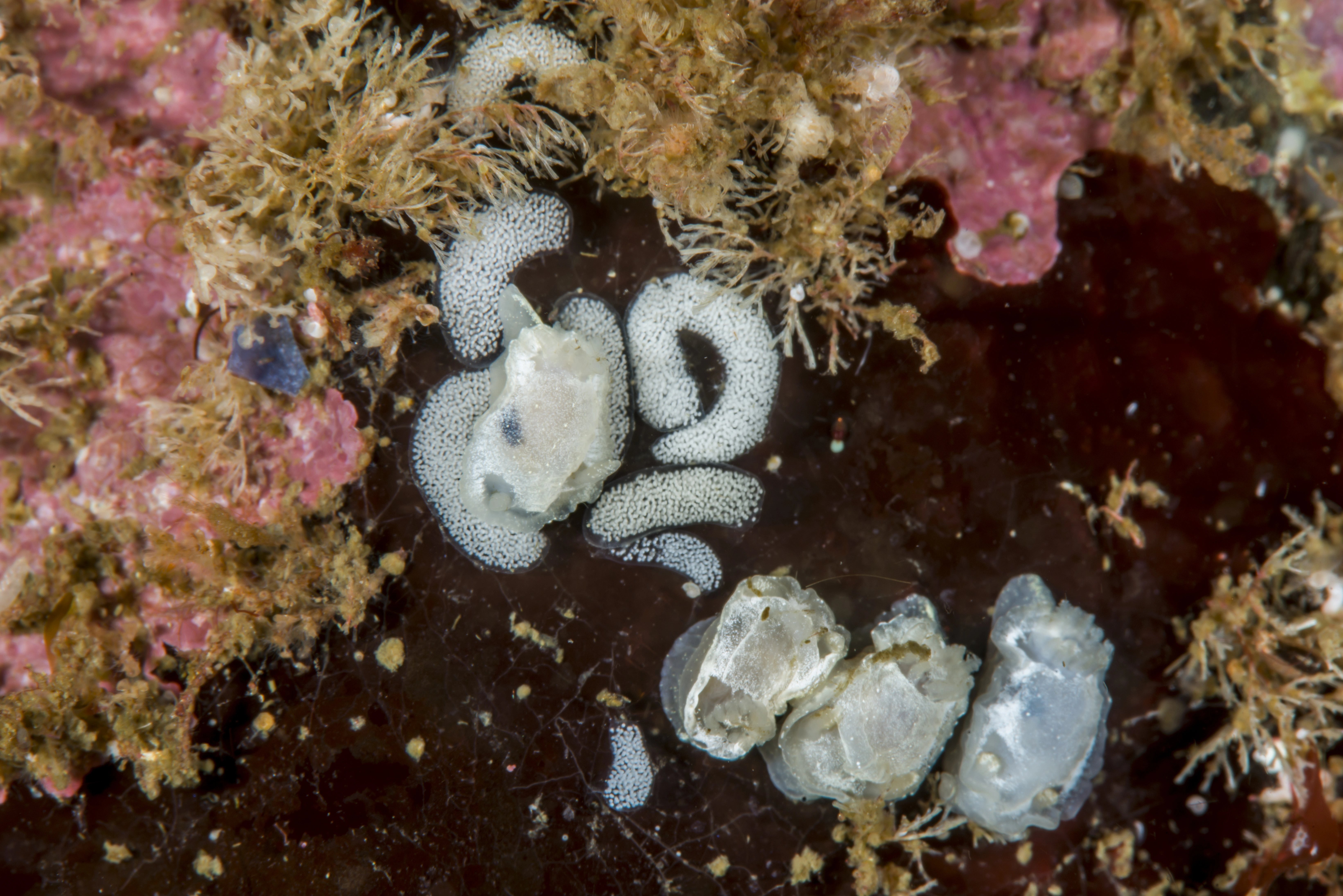 : Goniodoris nodosa.