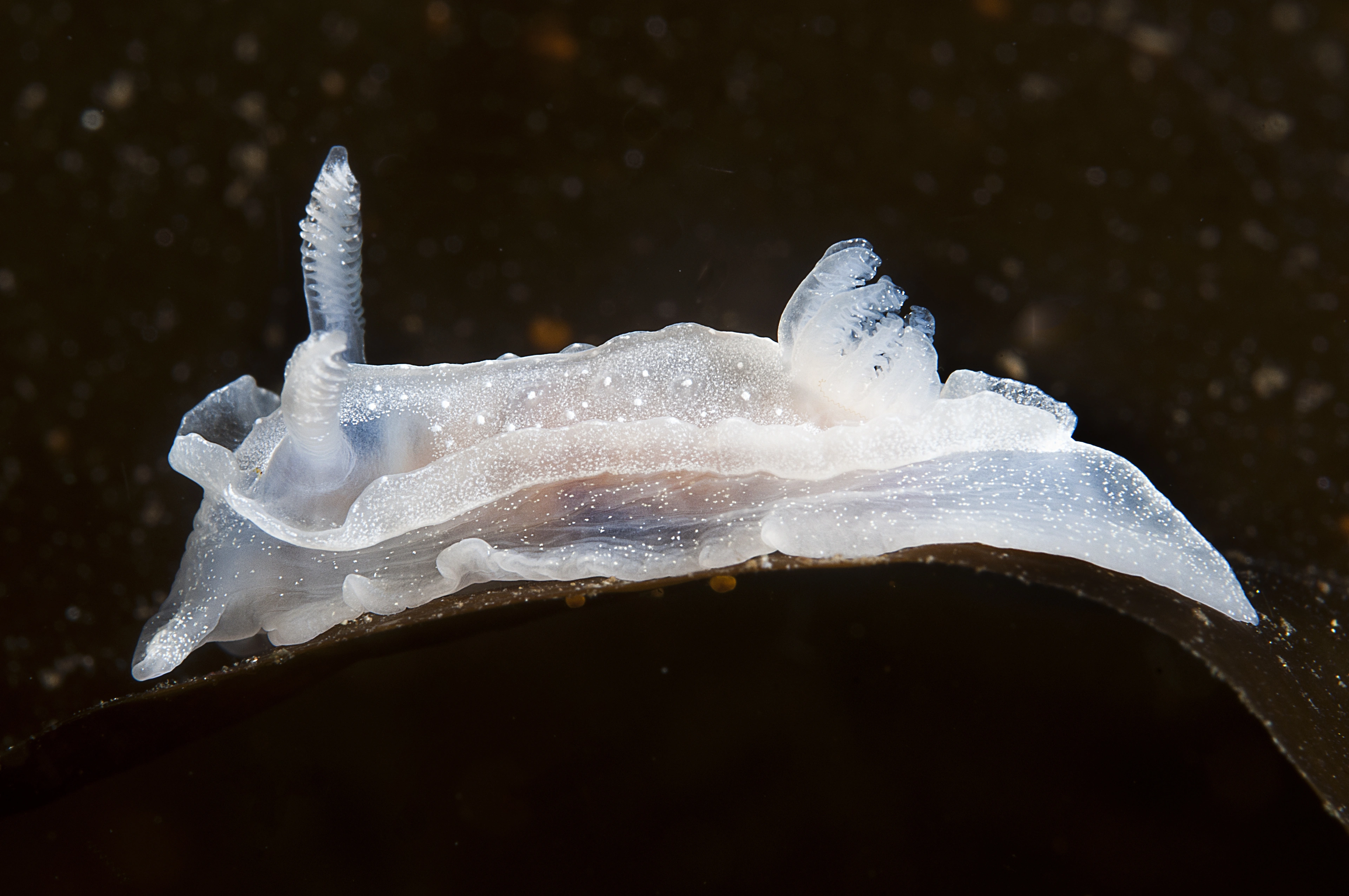 : Goniodoris nodosa.