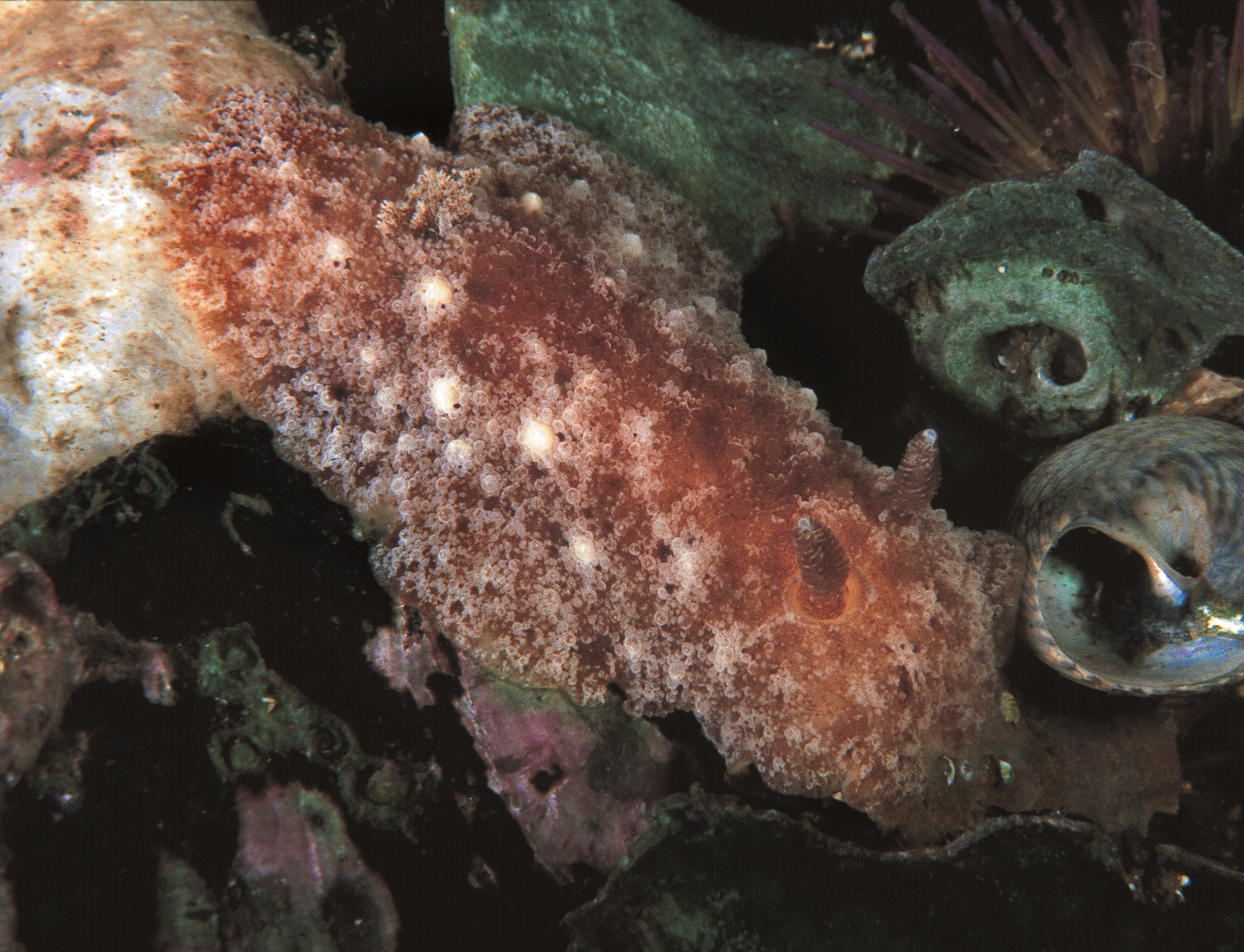 : Geitodoris planata.