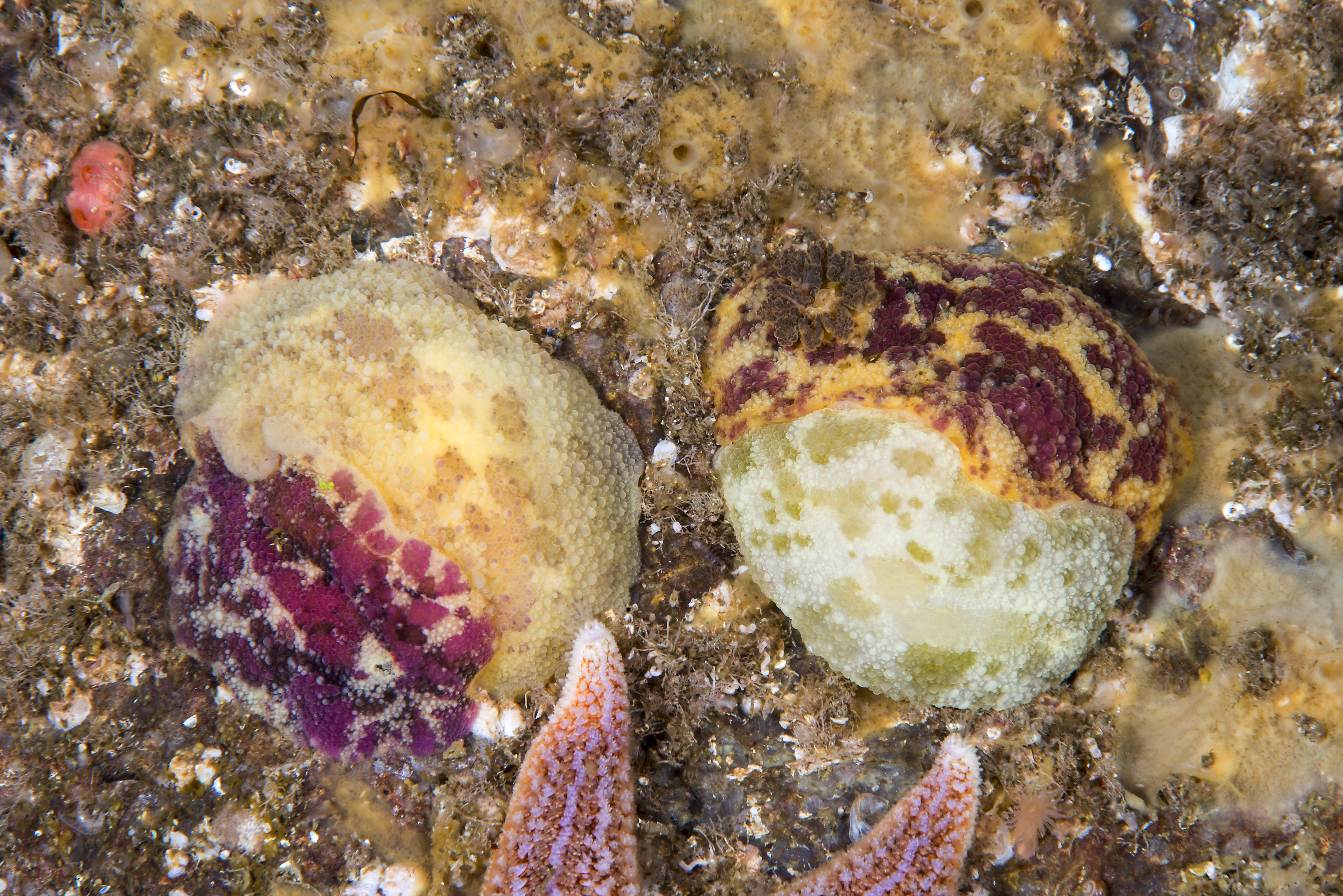 : Doris pseudoargus.