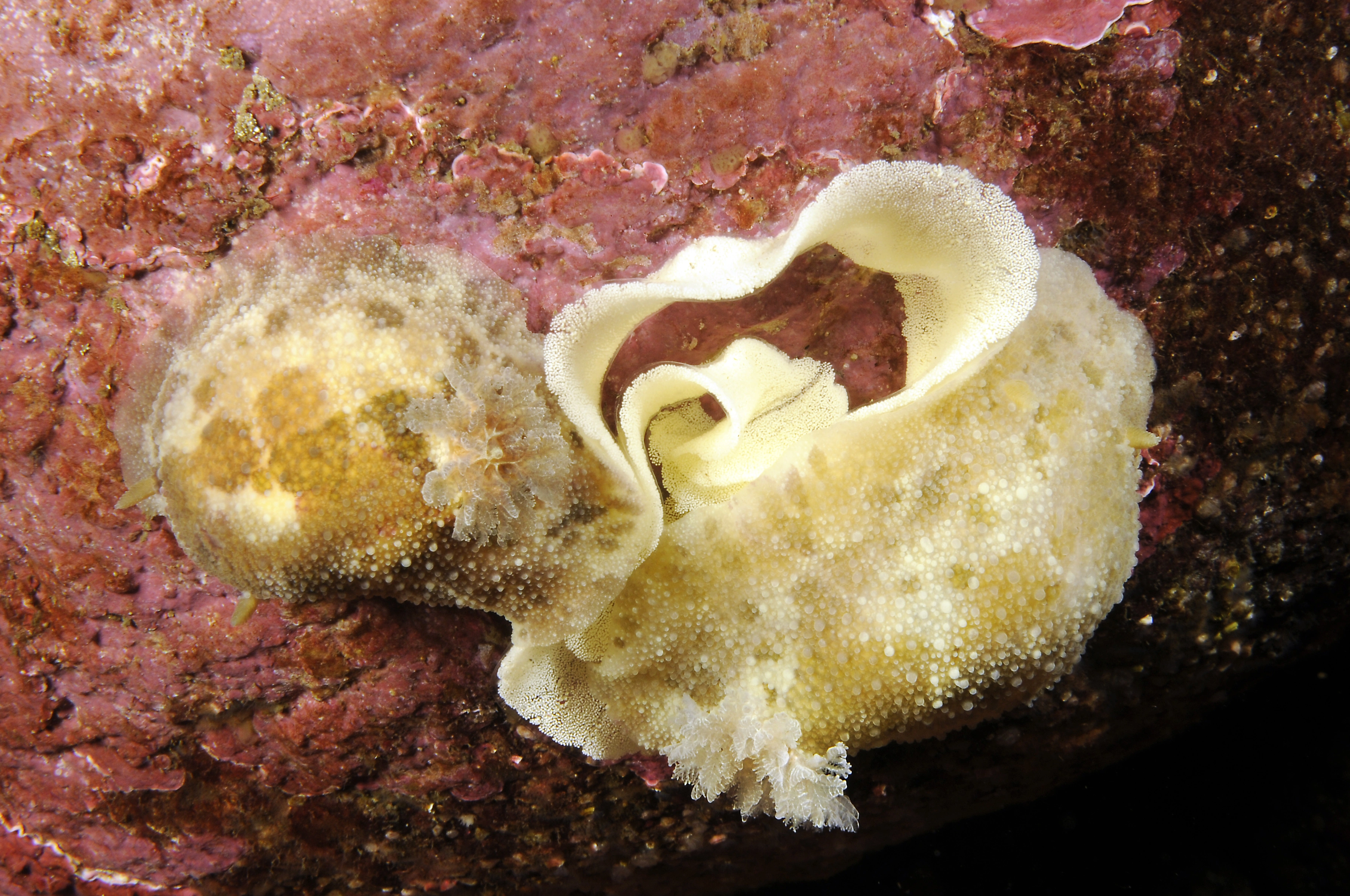 : Doris pseudoargus.