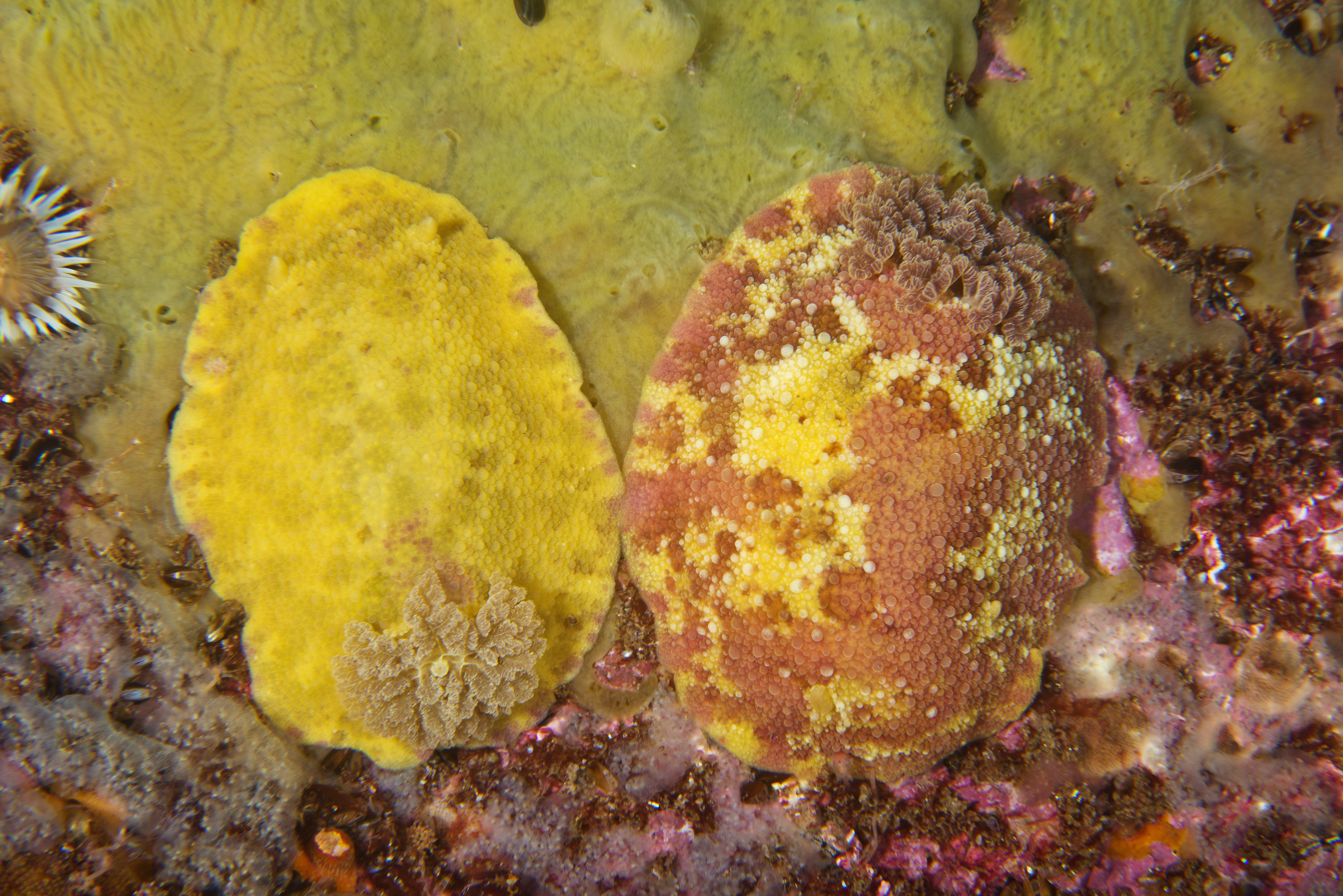 : Doris pseudoargus.