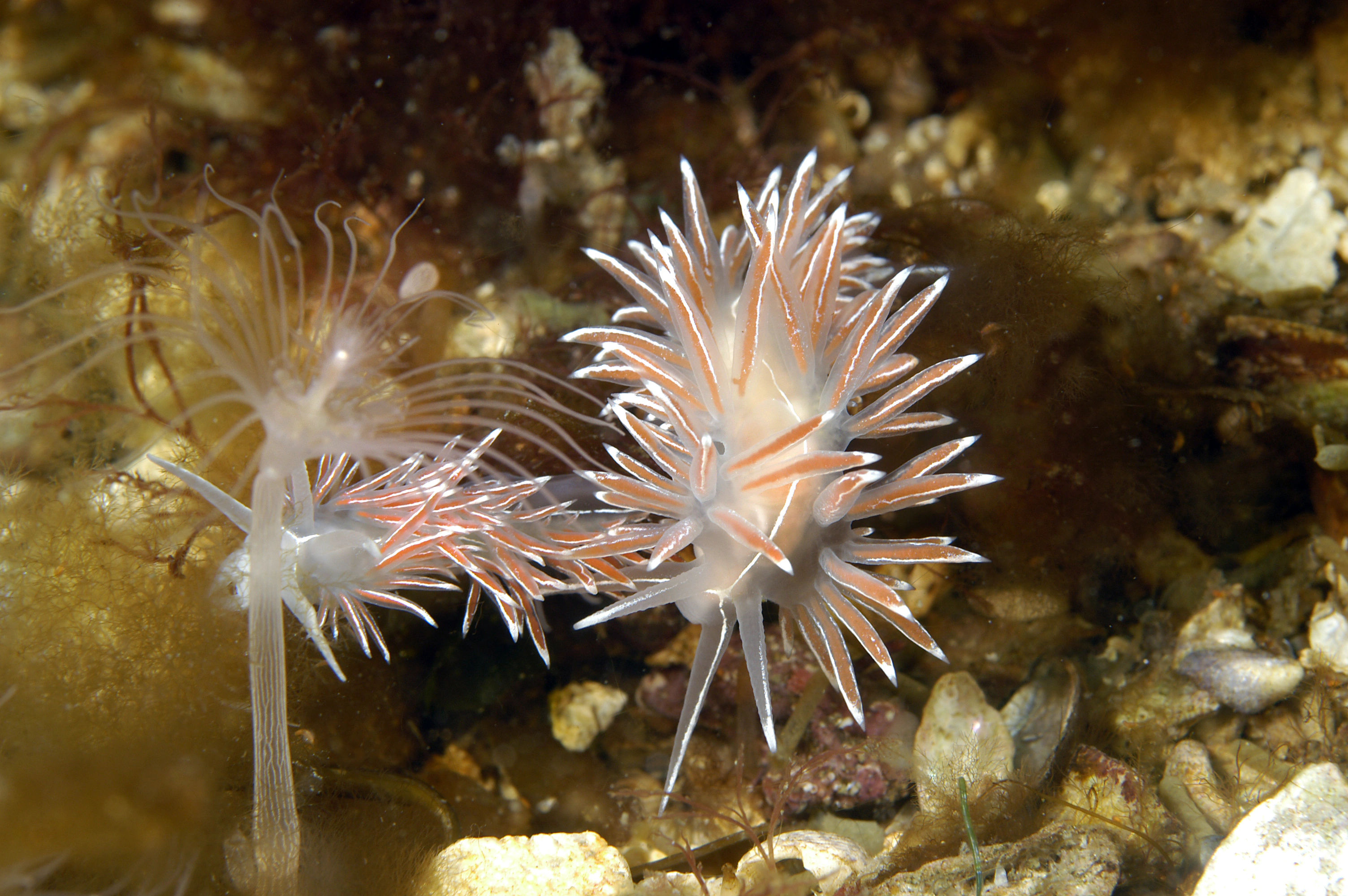 : Coryphella lineata.