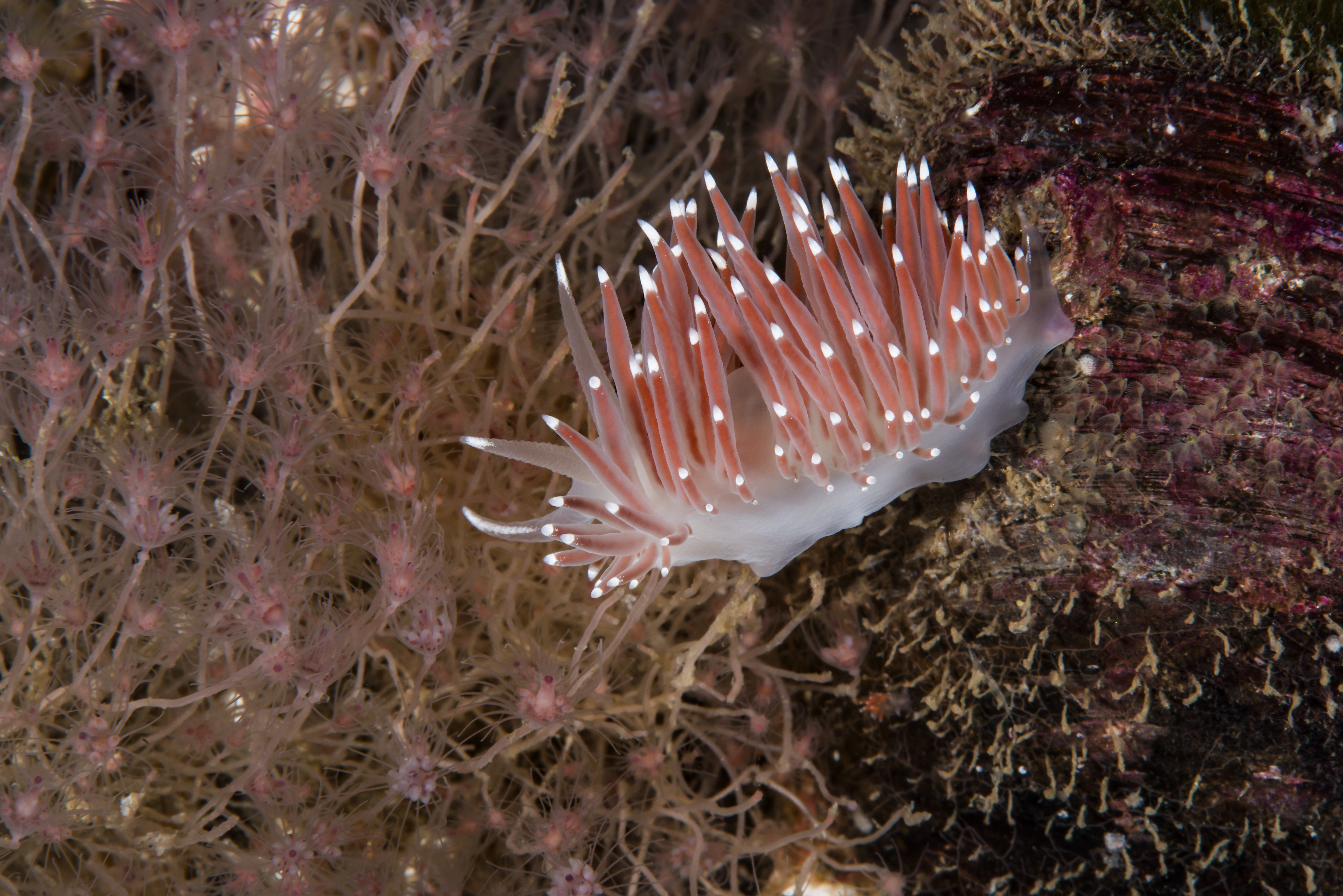 : Coryphella browni.