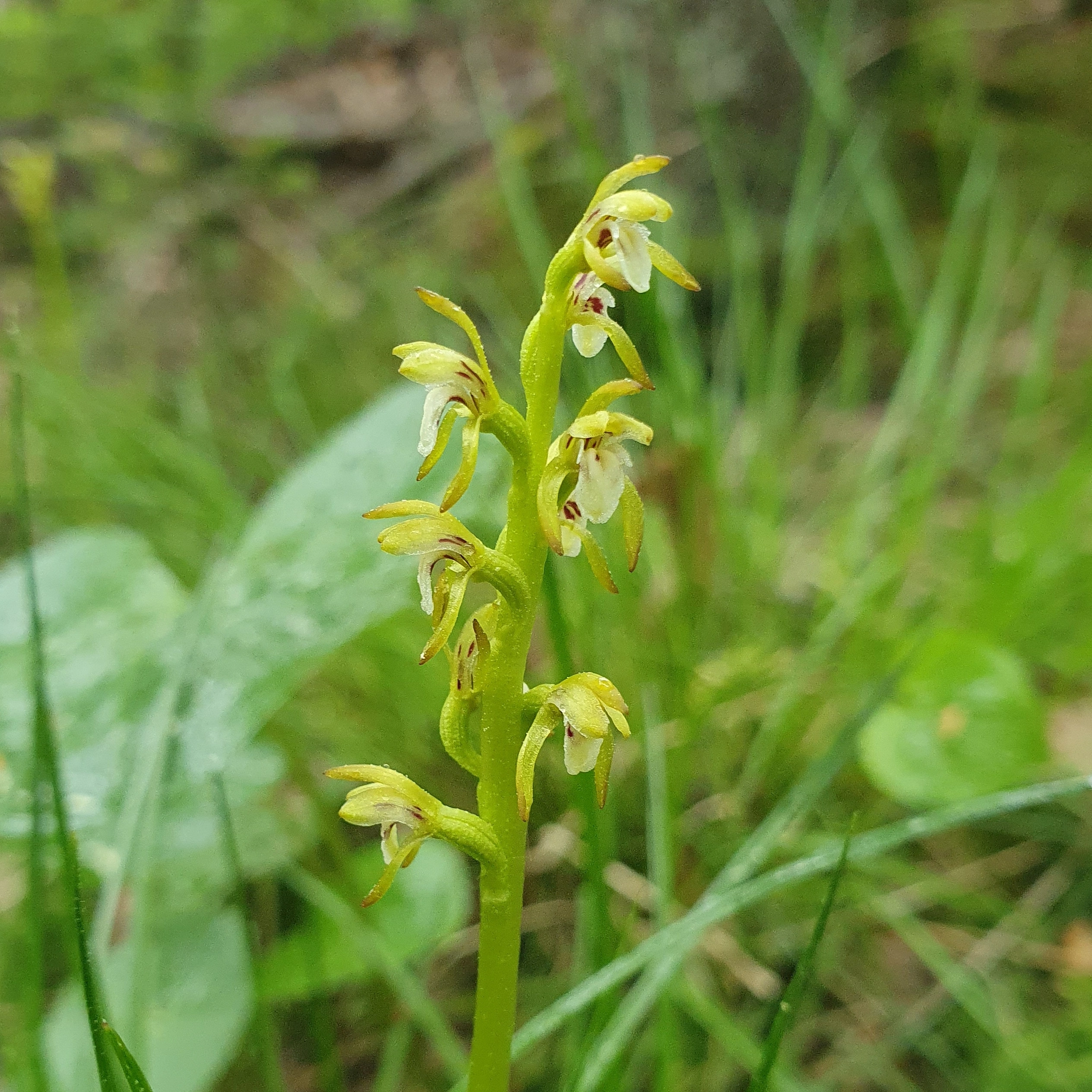 : Corallorhiza trifida.