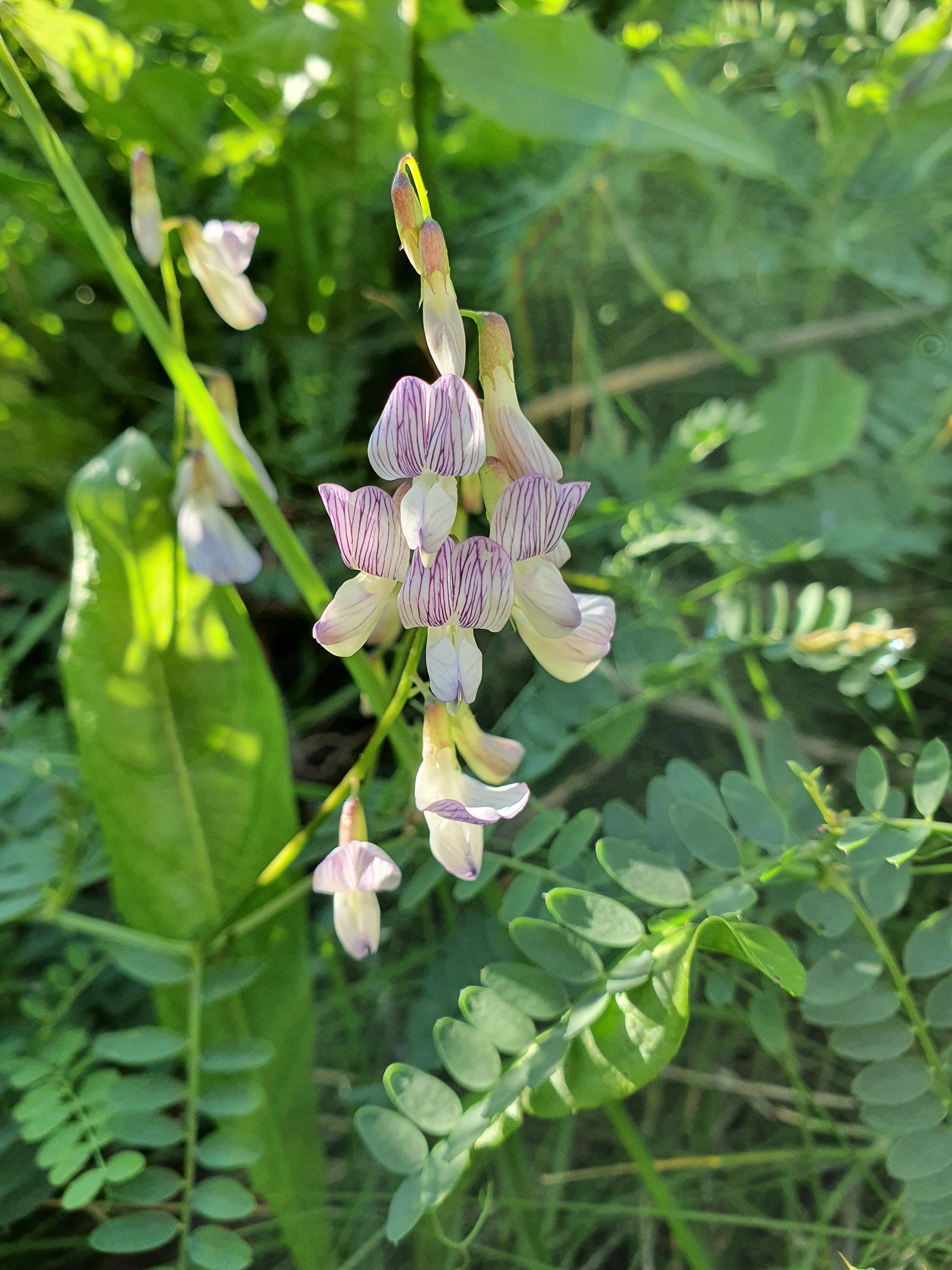 : Vicia sylvatica.