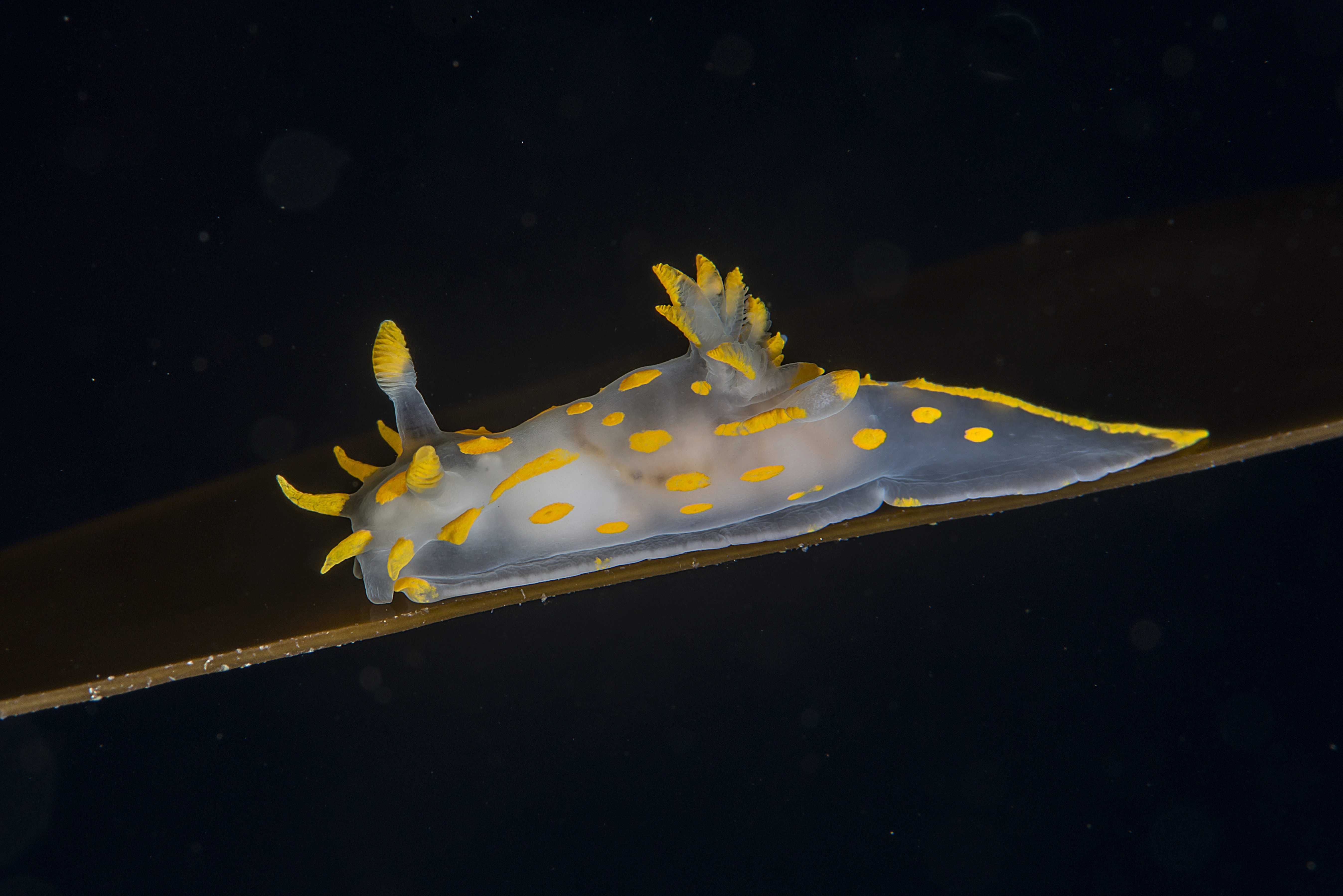 : Polycera quadrilineata.