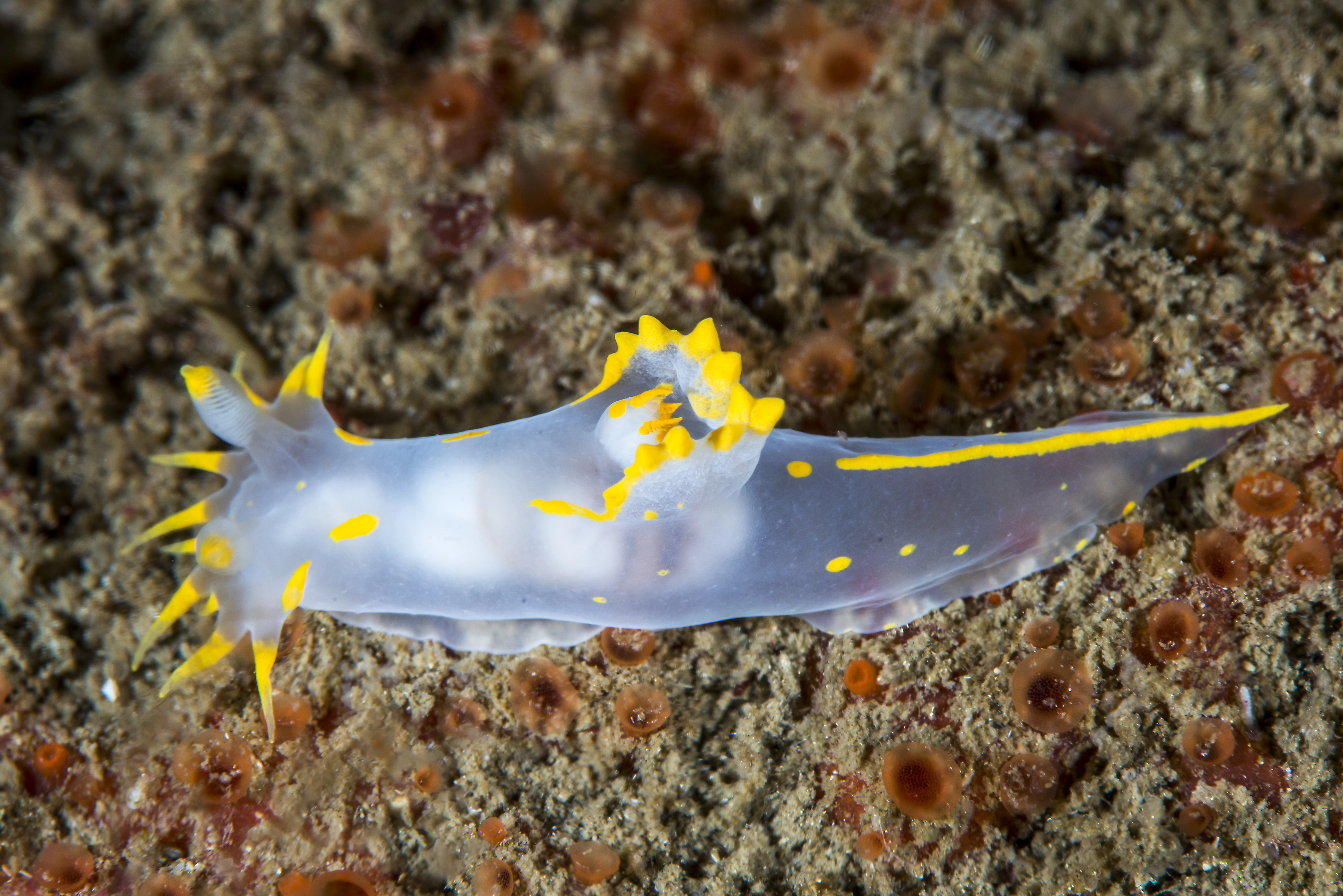 : Polycera faeroensis.