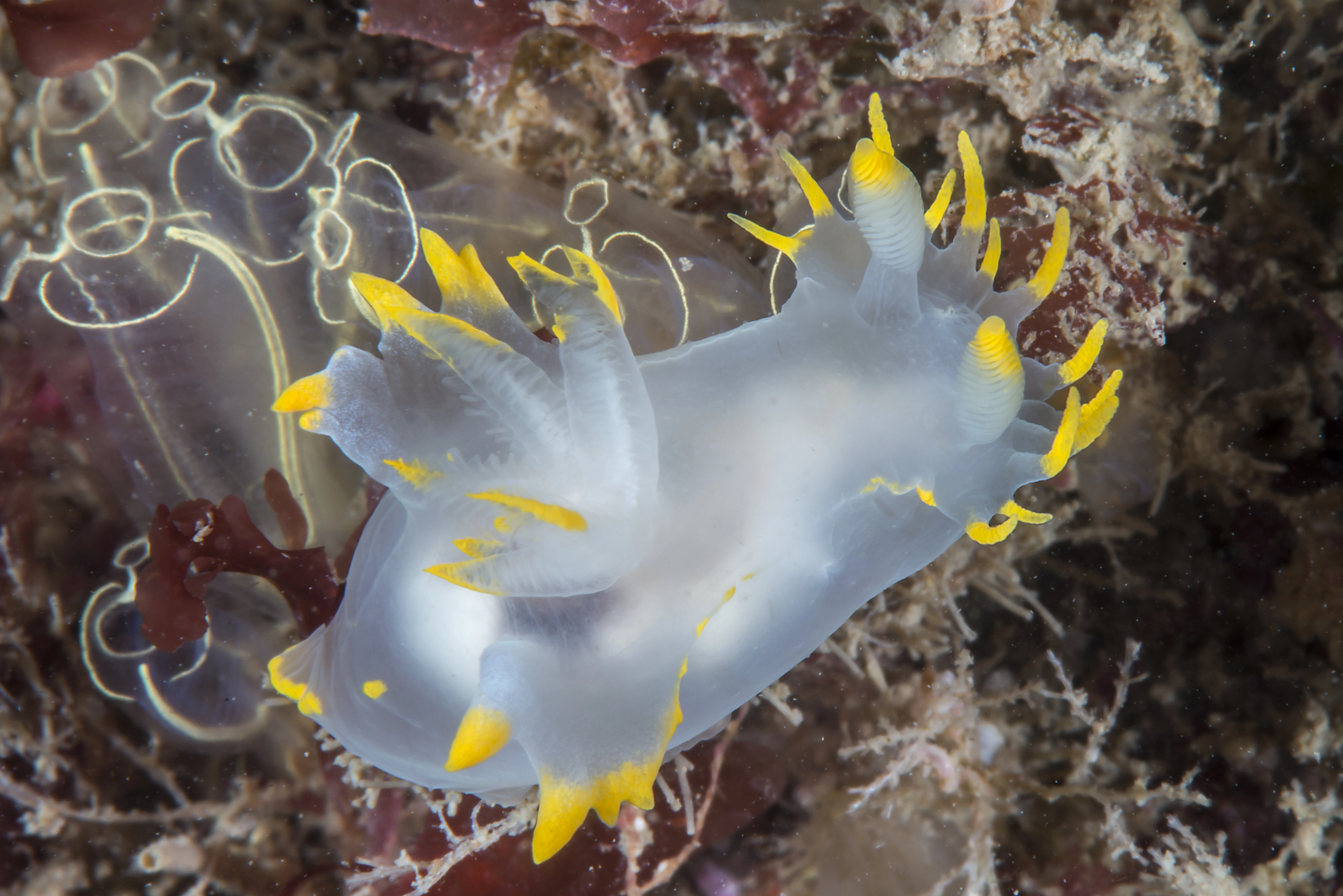 : Polycera faeroensis.