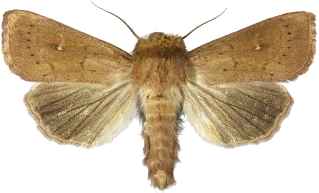 teglrødt gressfly