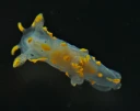 : Polycera norvegica.