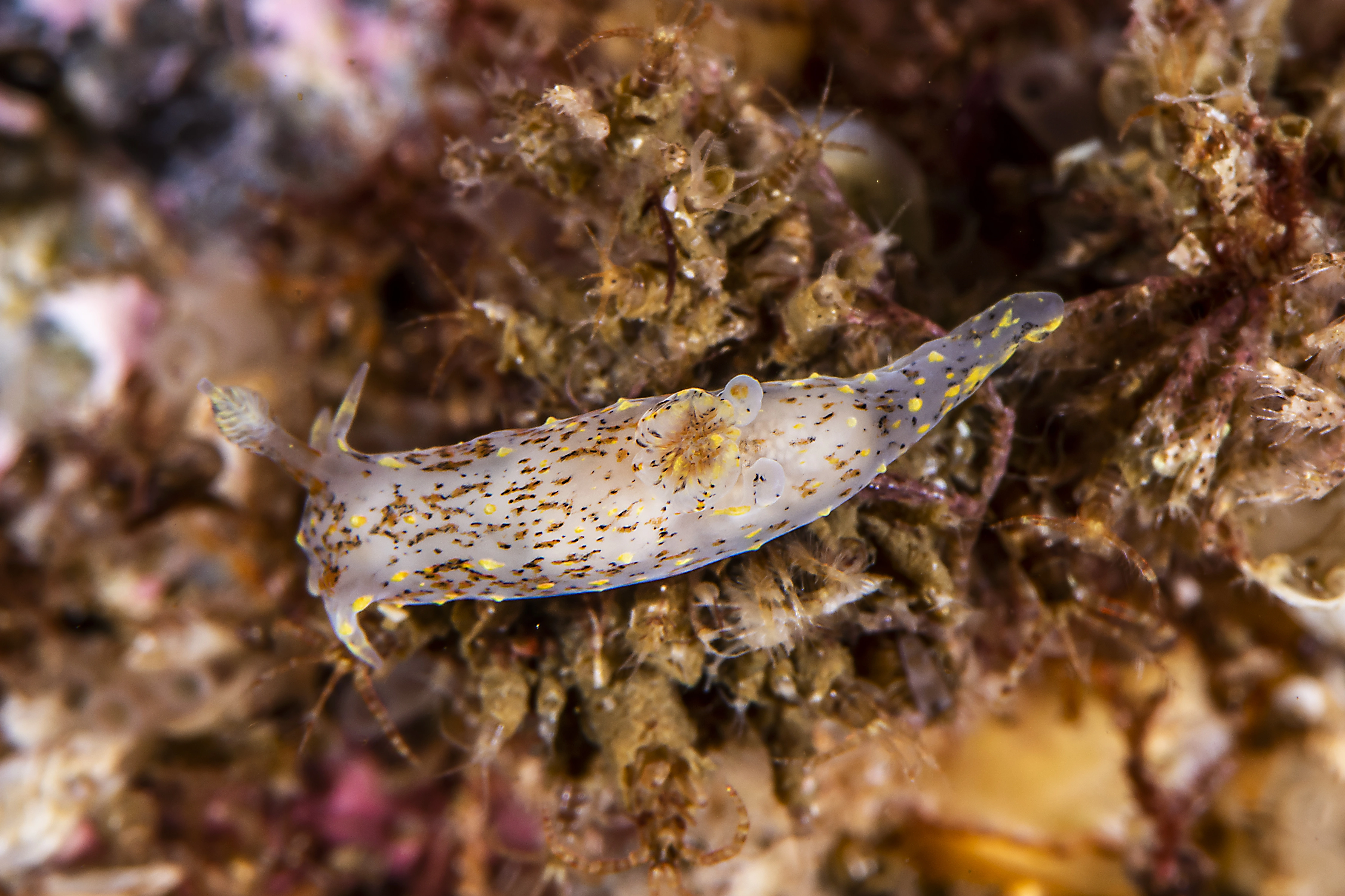 : Polycera norvegica.