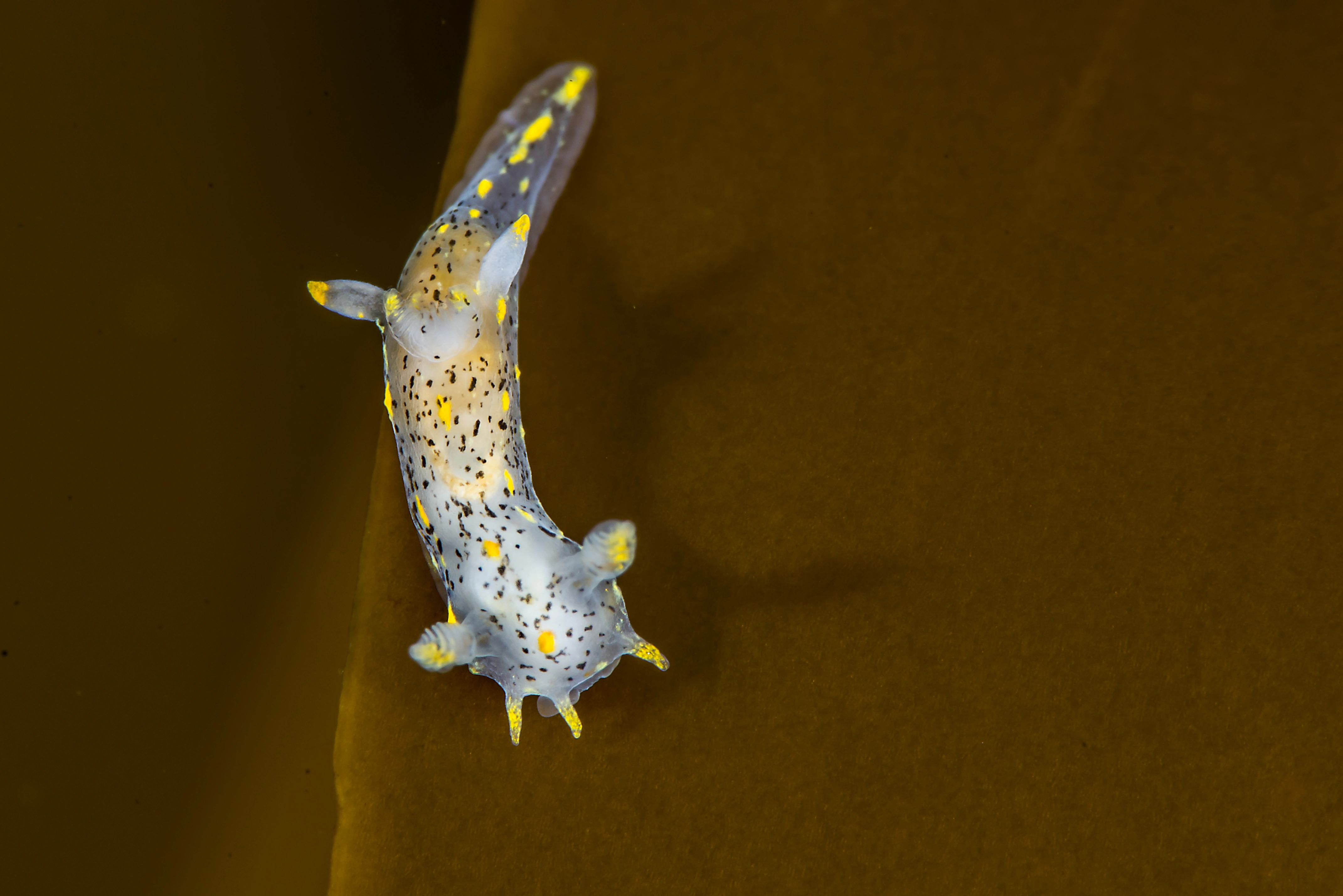 : Polycera norvegica.