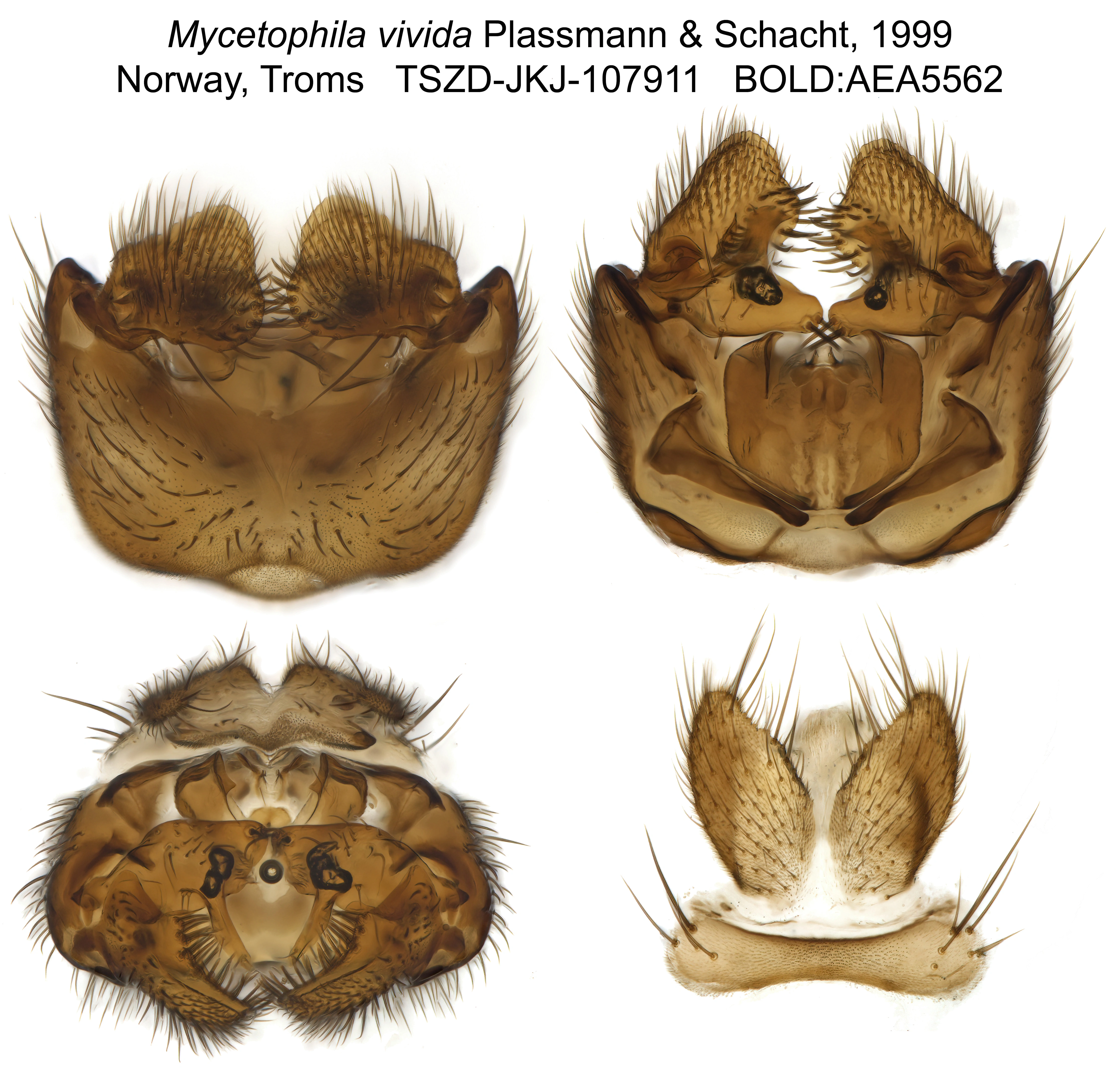 : Mycetophila vivida.