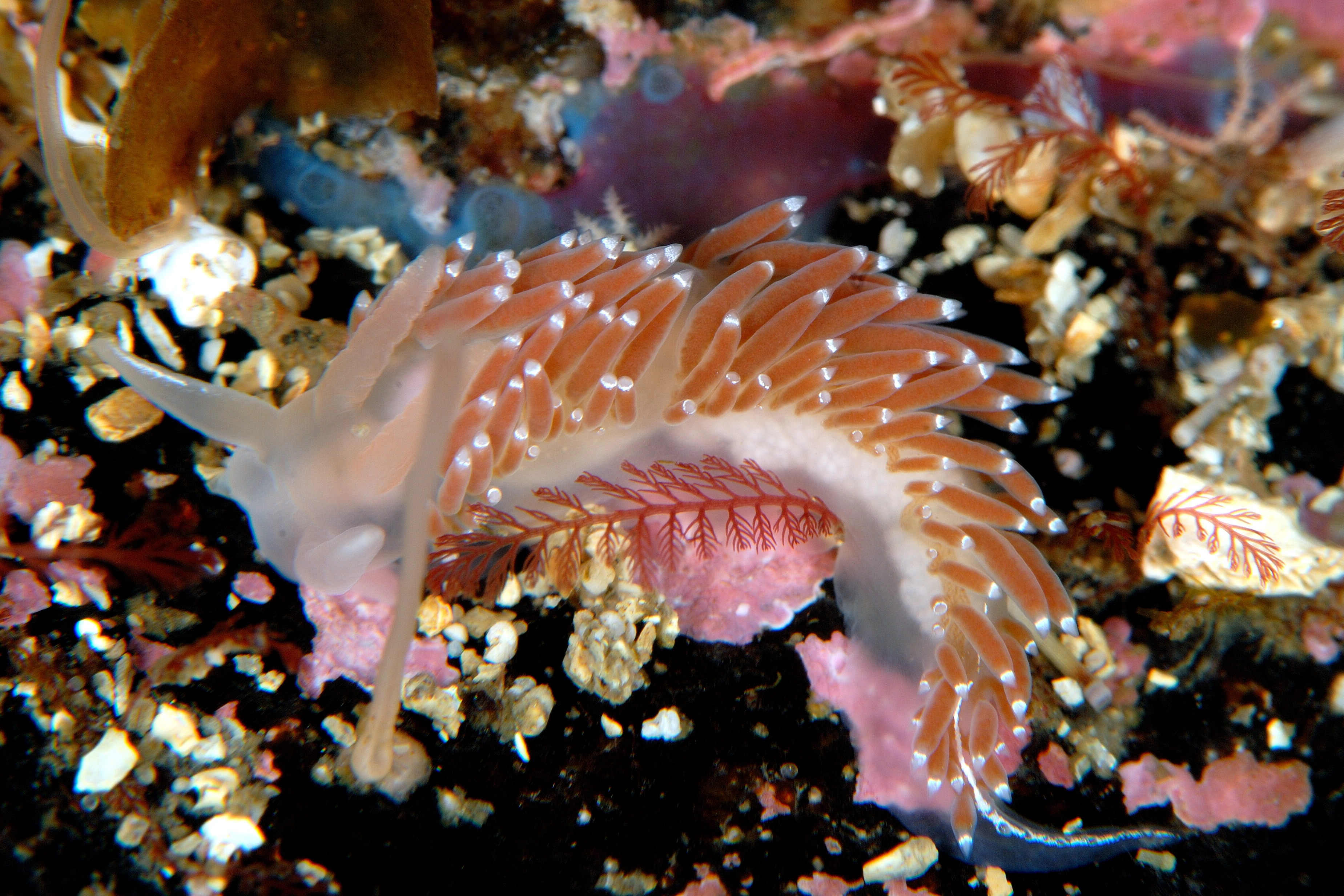 : Coryphella verrucosa.