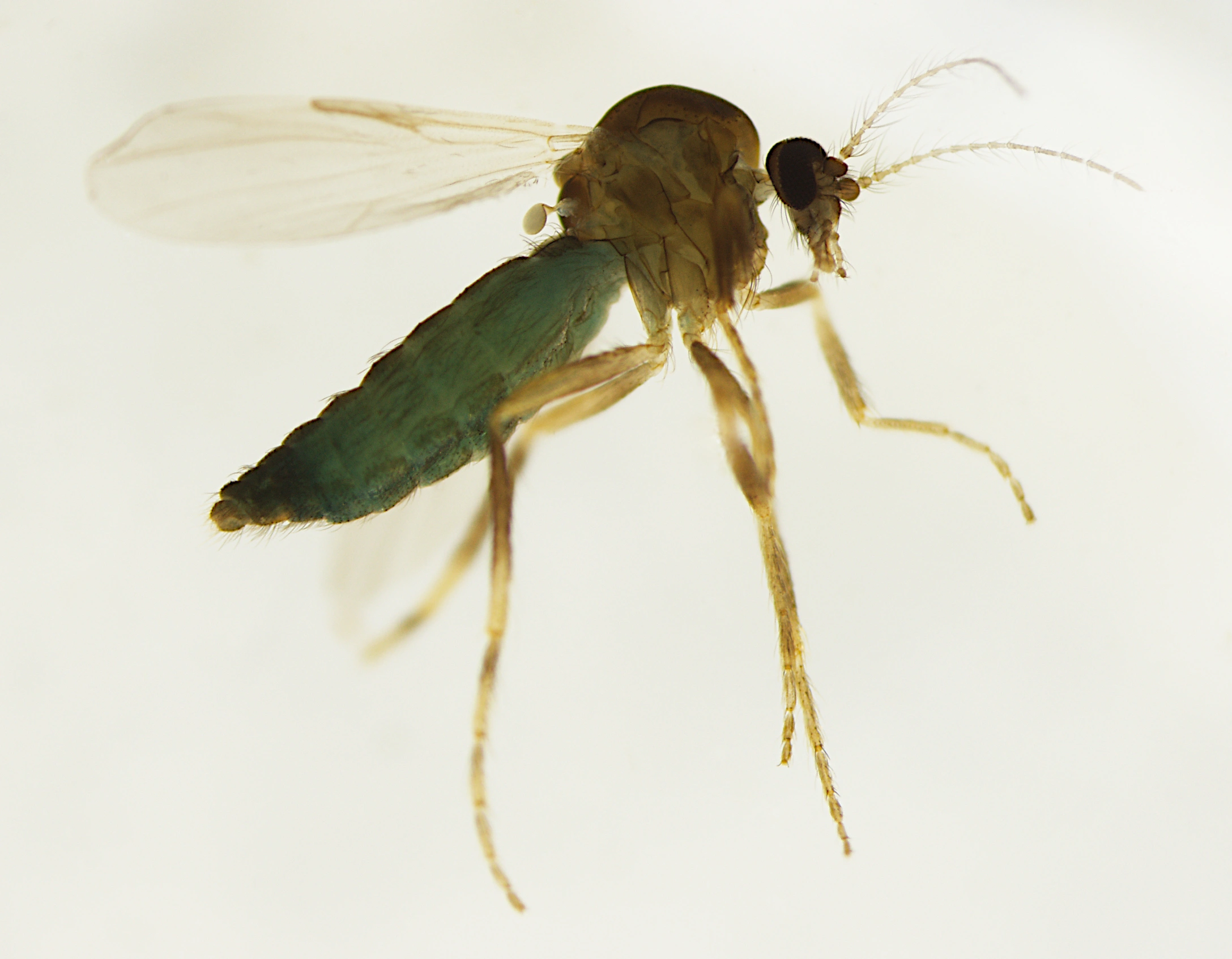 : Forcipomyia.