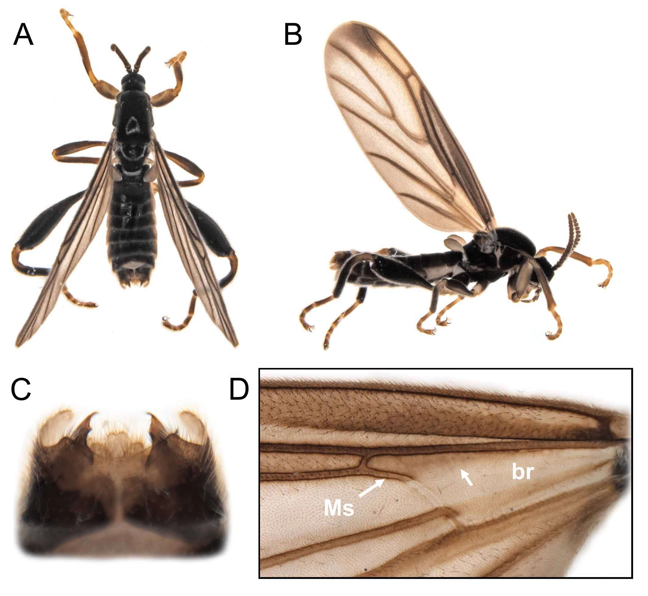 : Hyperoscelis eximia.