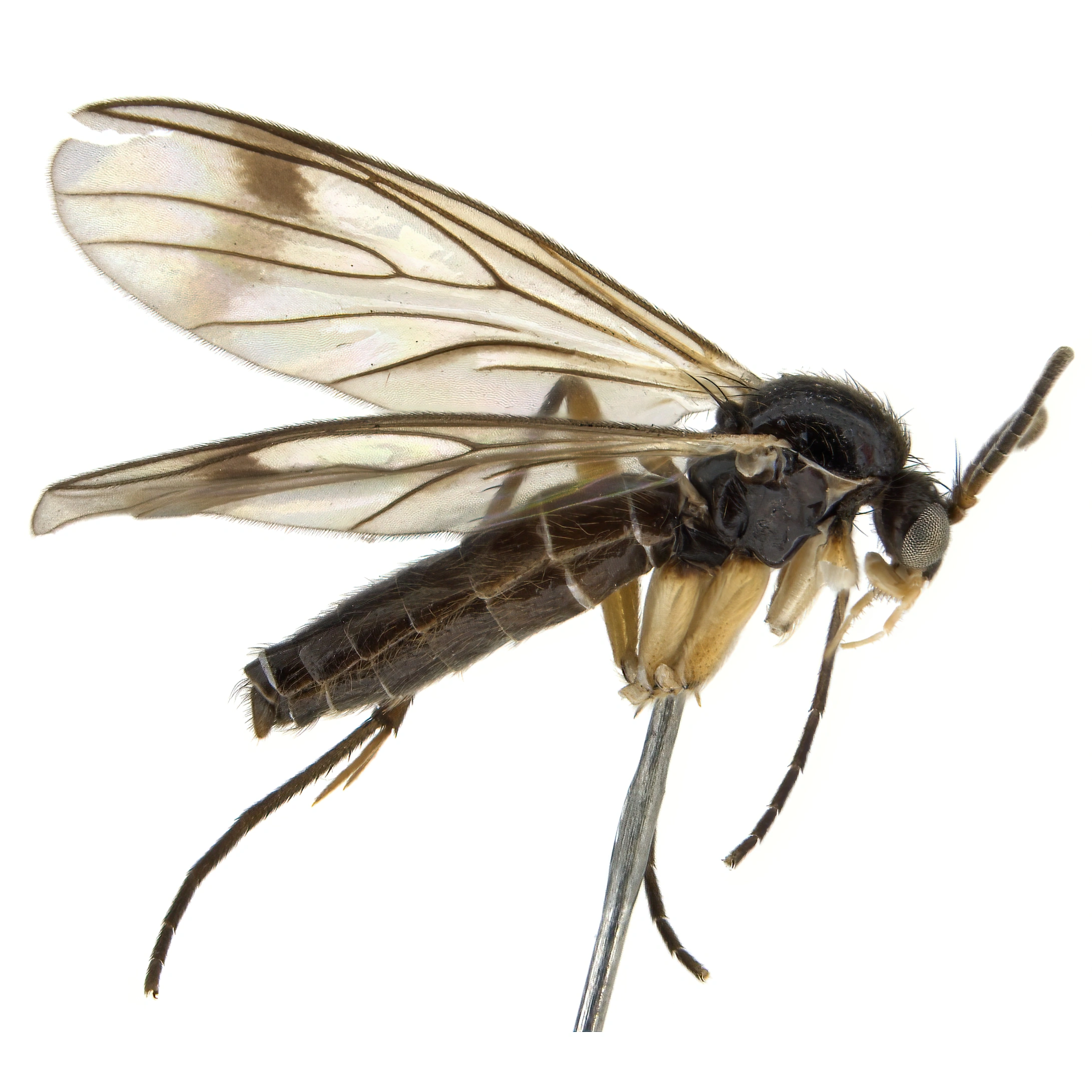 : Greenomyia baikalica.