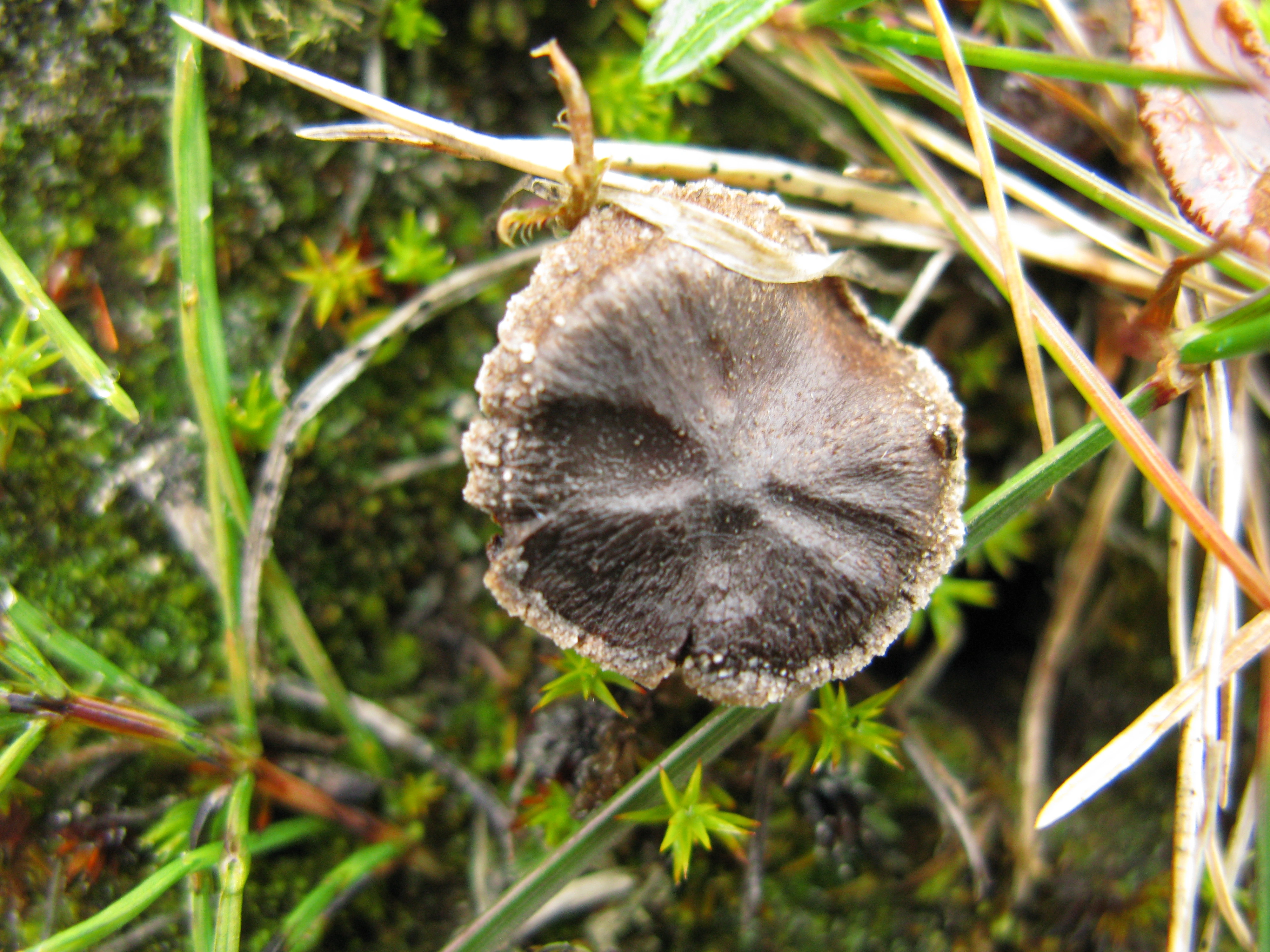 : Cortinarius casimiri coll.