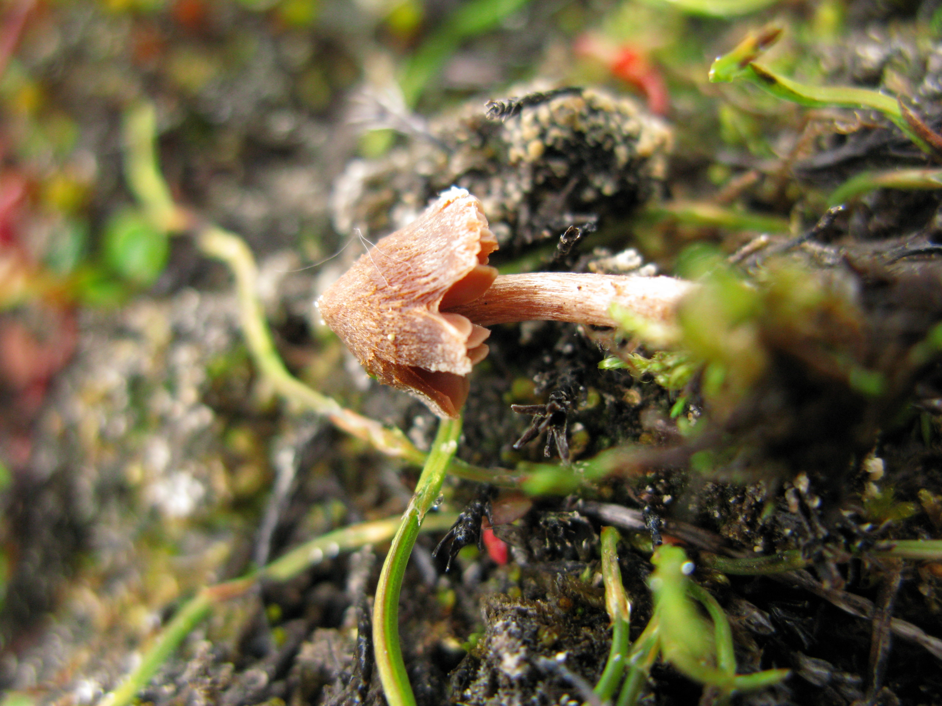 : Cortinarius rusticellus.