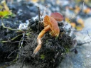 : Cortinarius pseudofallax.