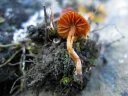 : Cortinarius pseudofallax.