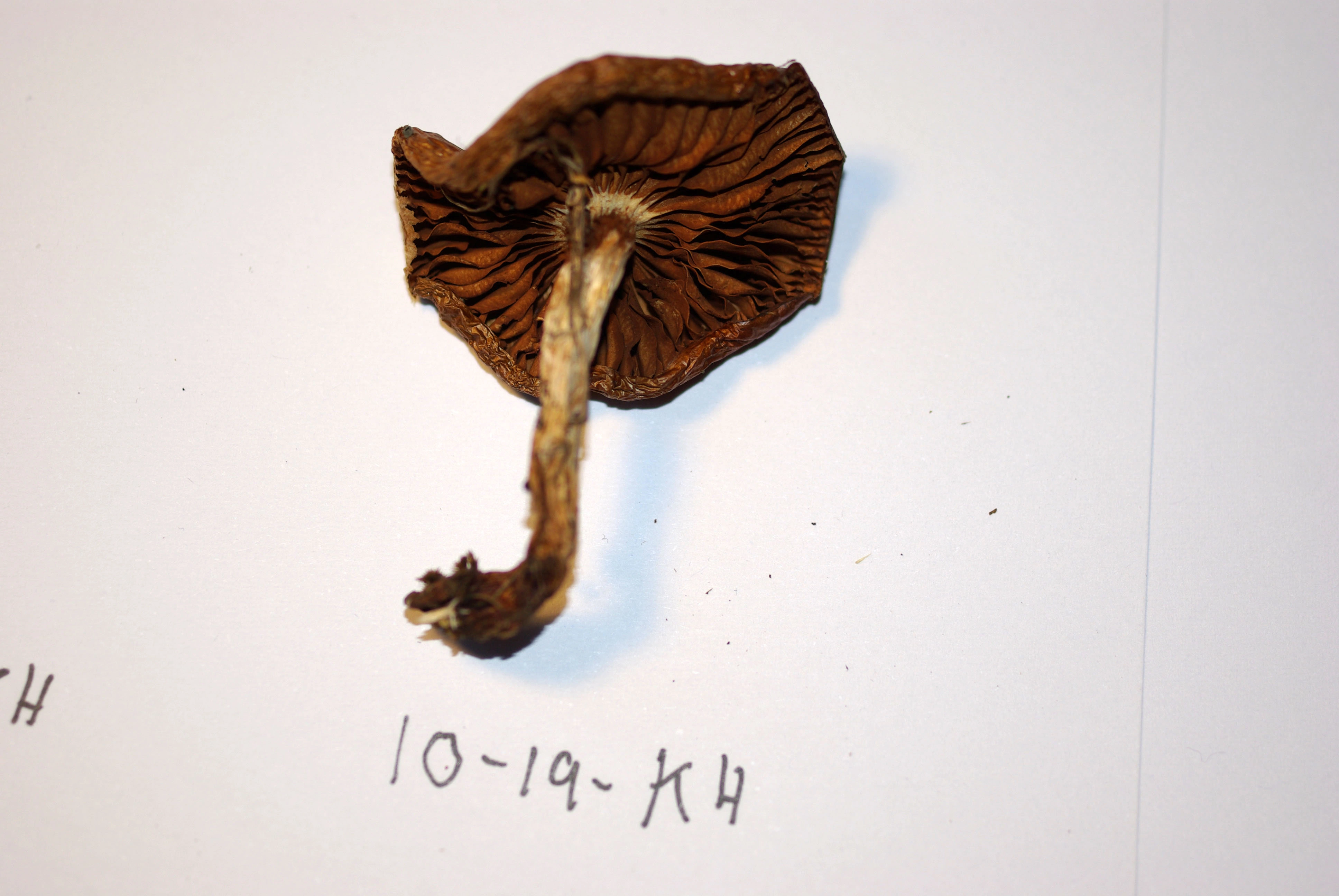 : Cortinarius alpinus.