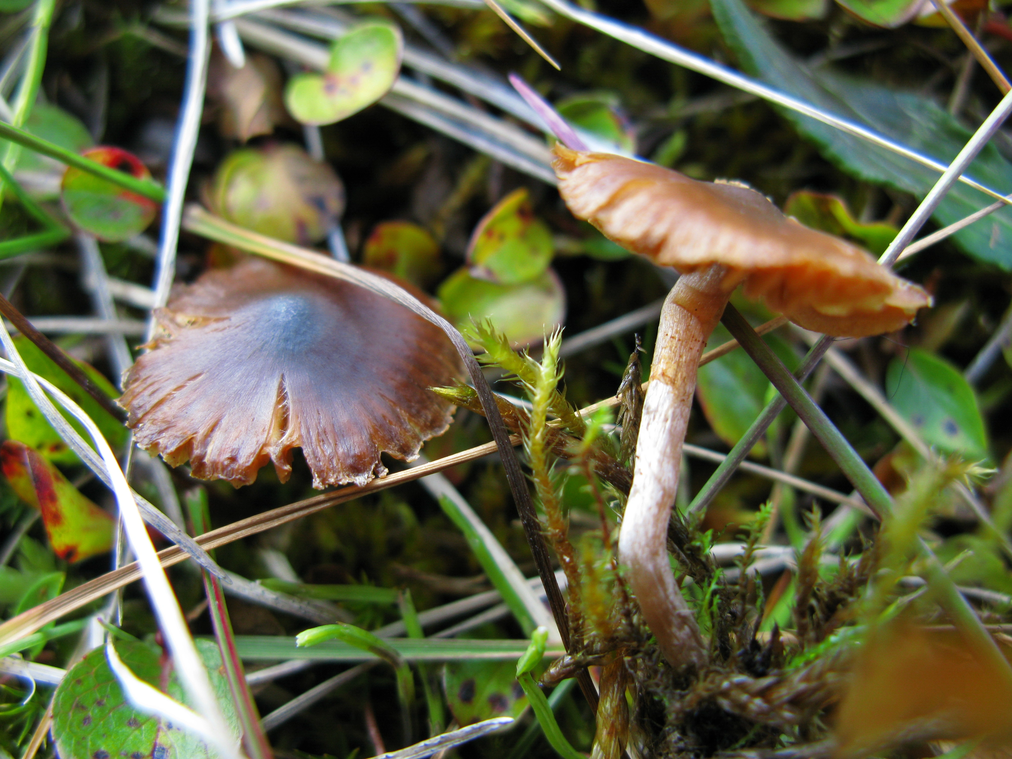 : Cortinarius pulchripes.