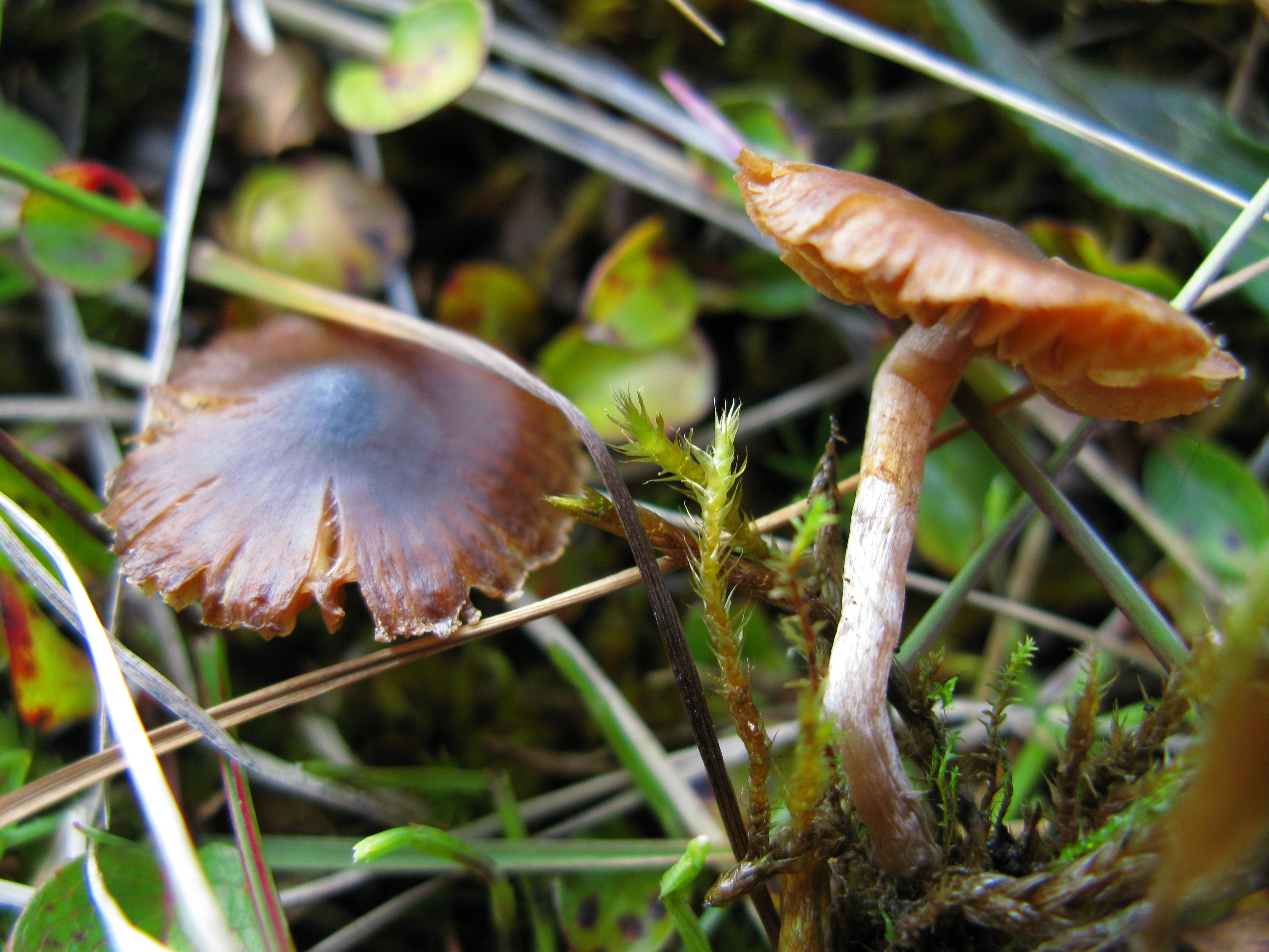 : Cortinarius pulchripes.