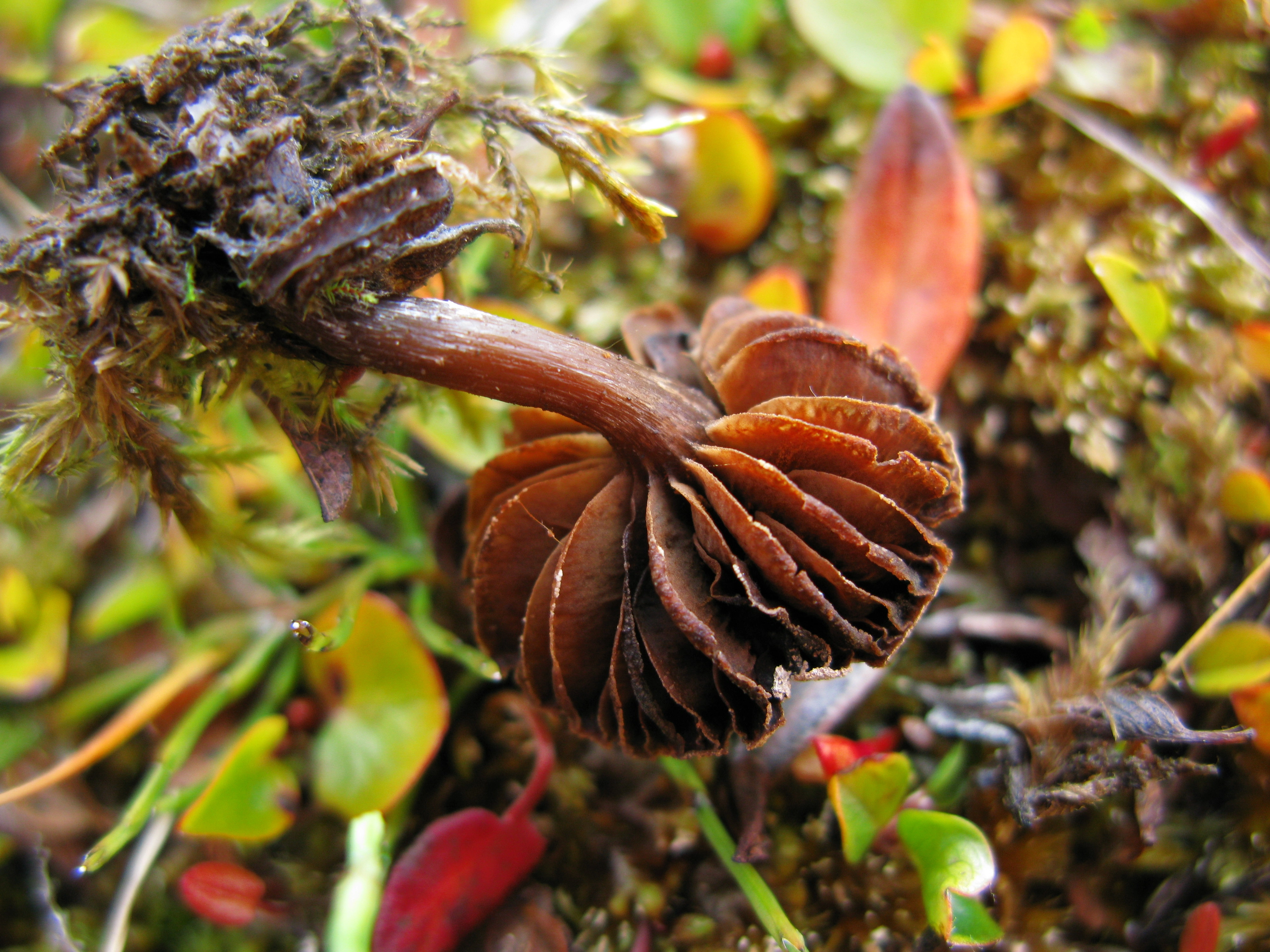 : Cortinarius subtilior.